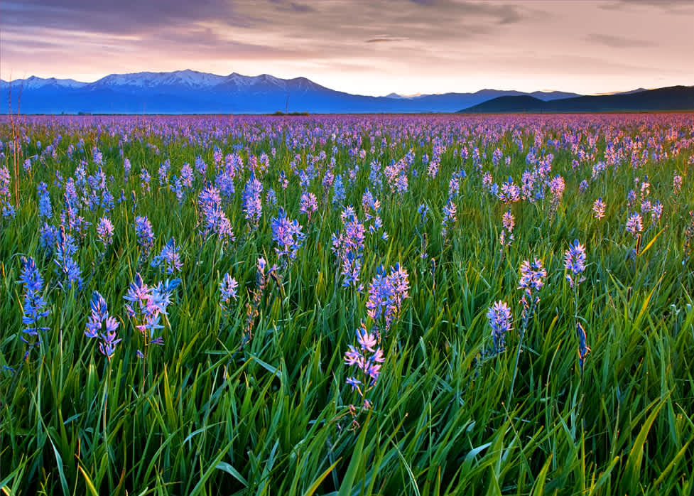 Camas National Wildlife Refuge