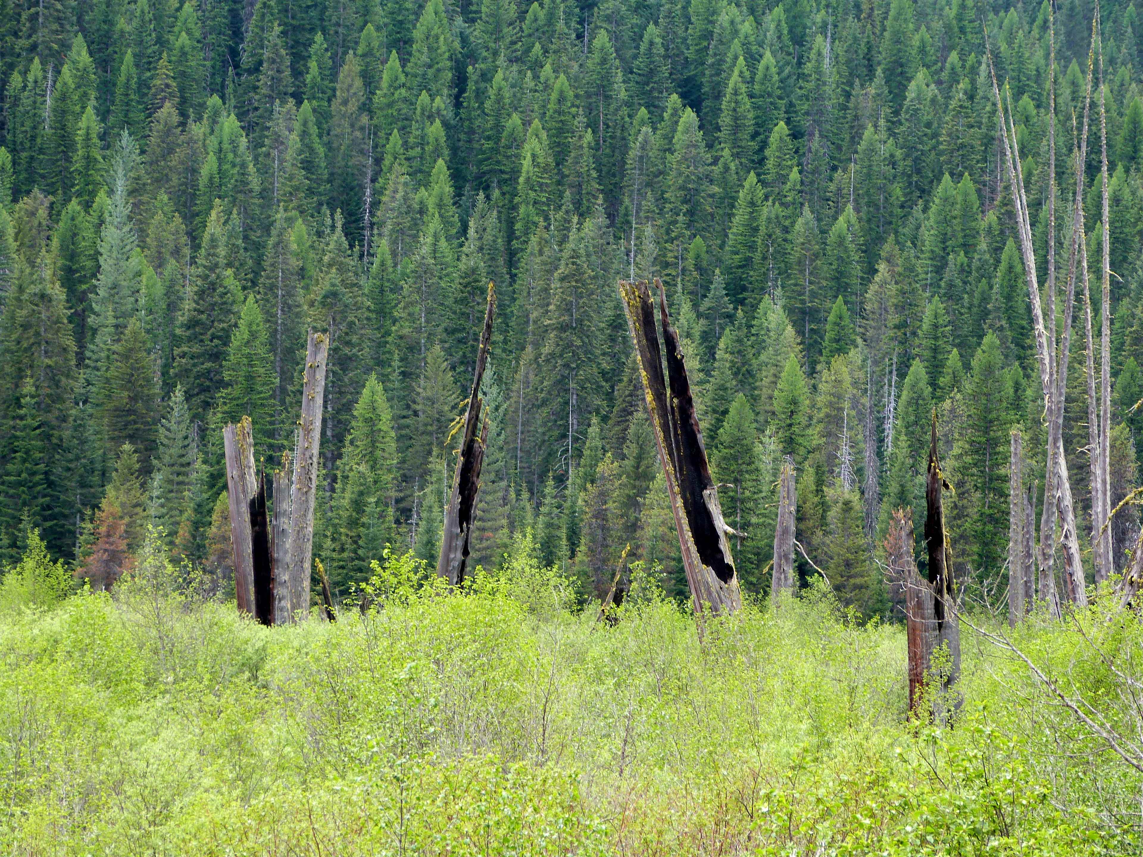 St. Joe Ranger District