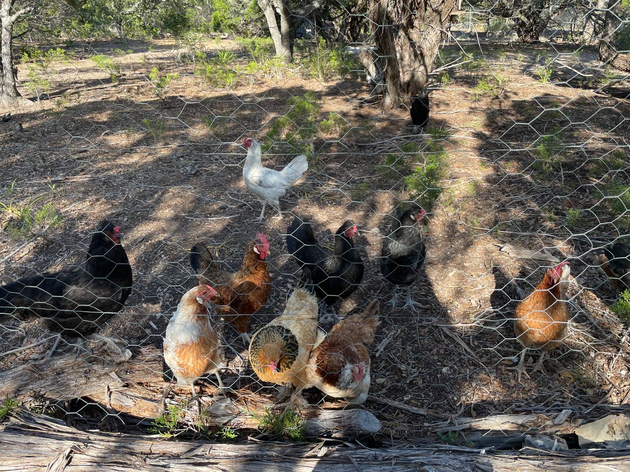 Hill Country Nature Retreat