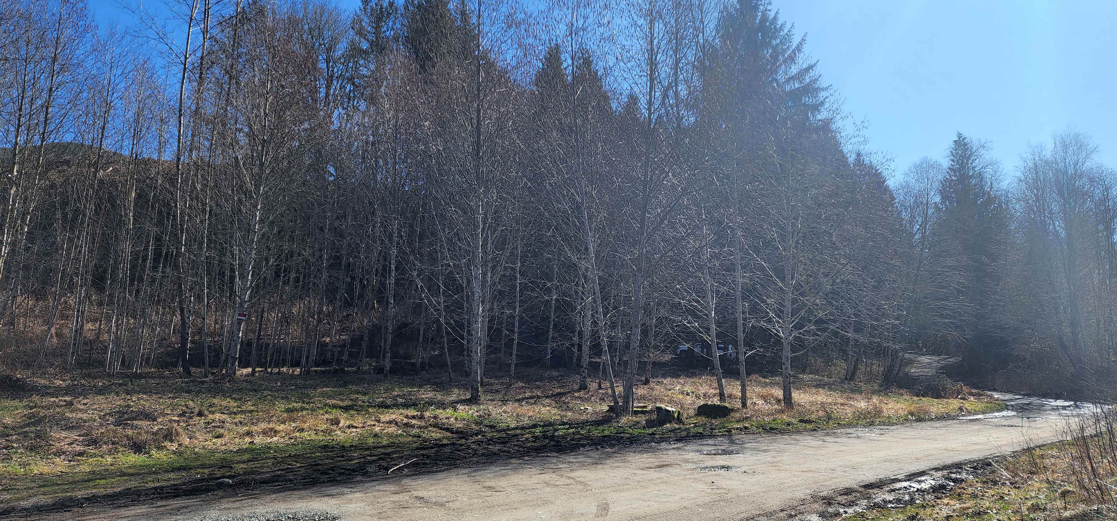 Wickersham Forest