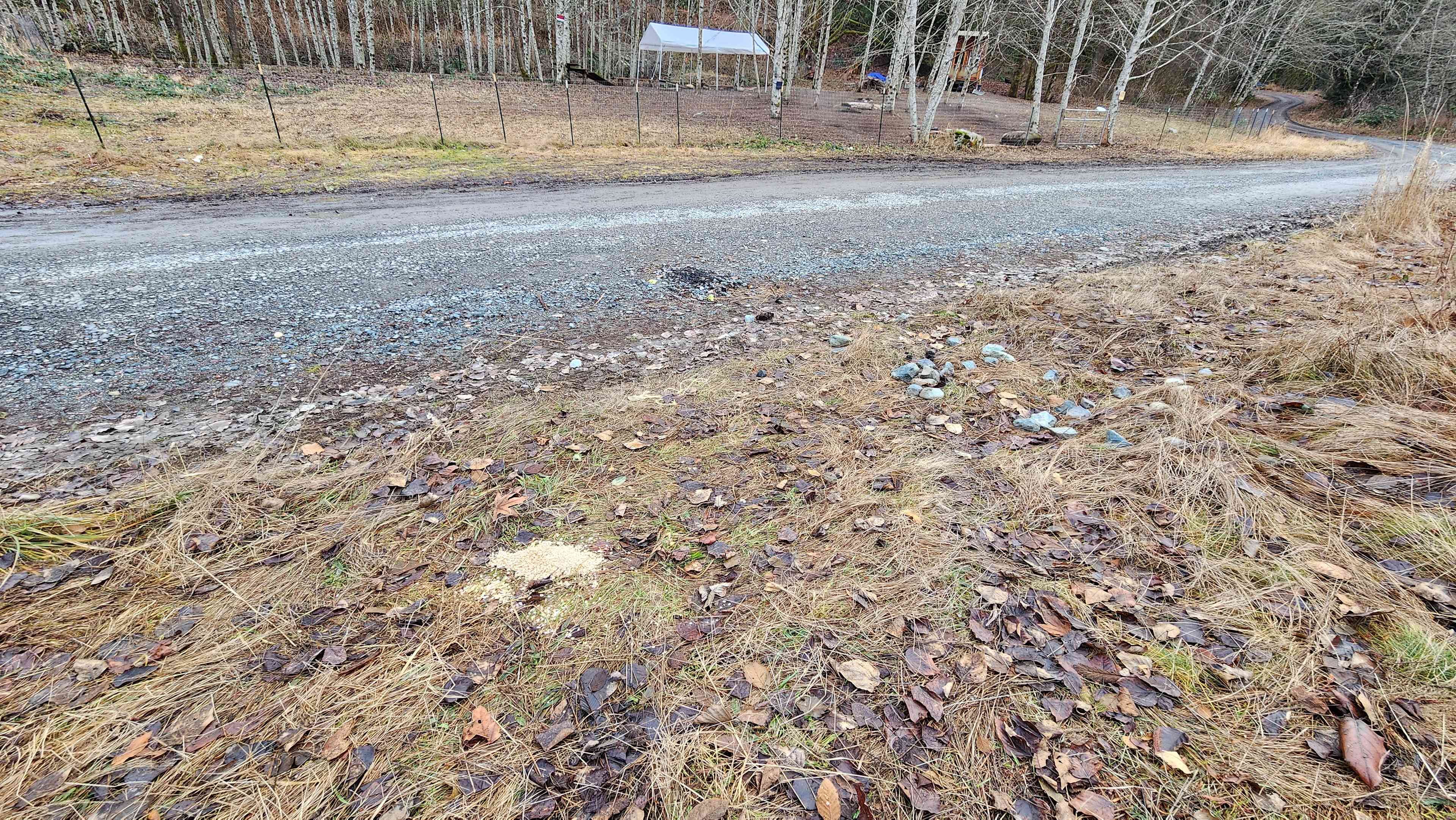 Wickersham Forest