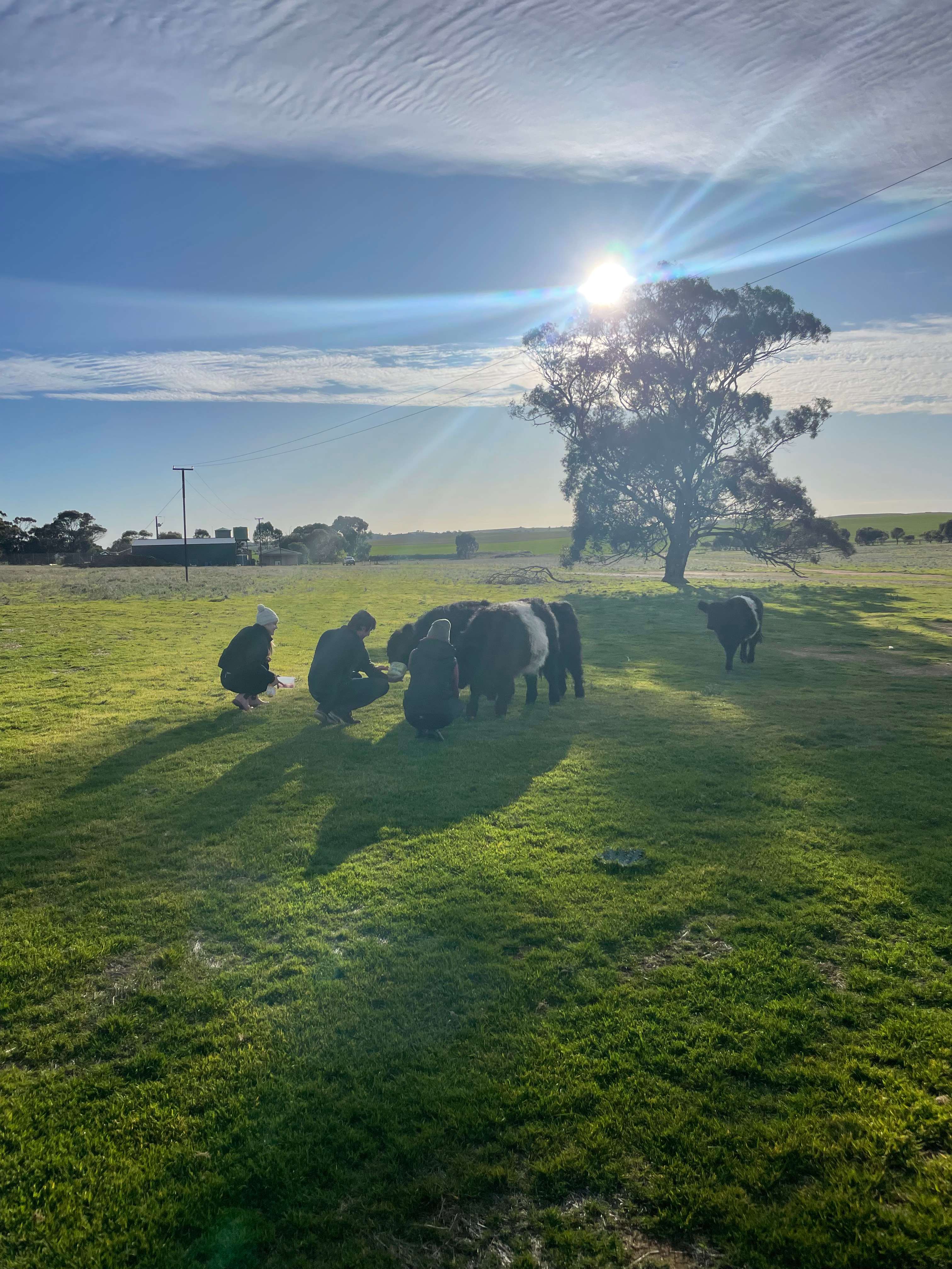 Campers feeding our cows