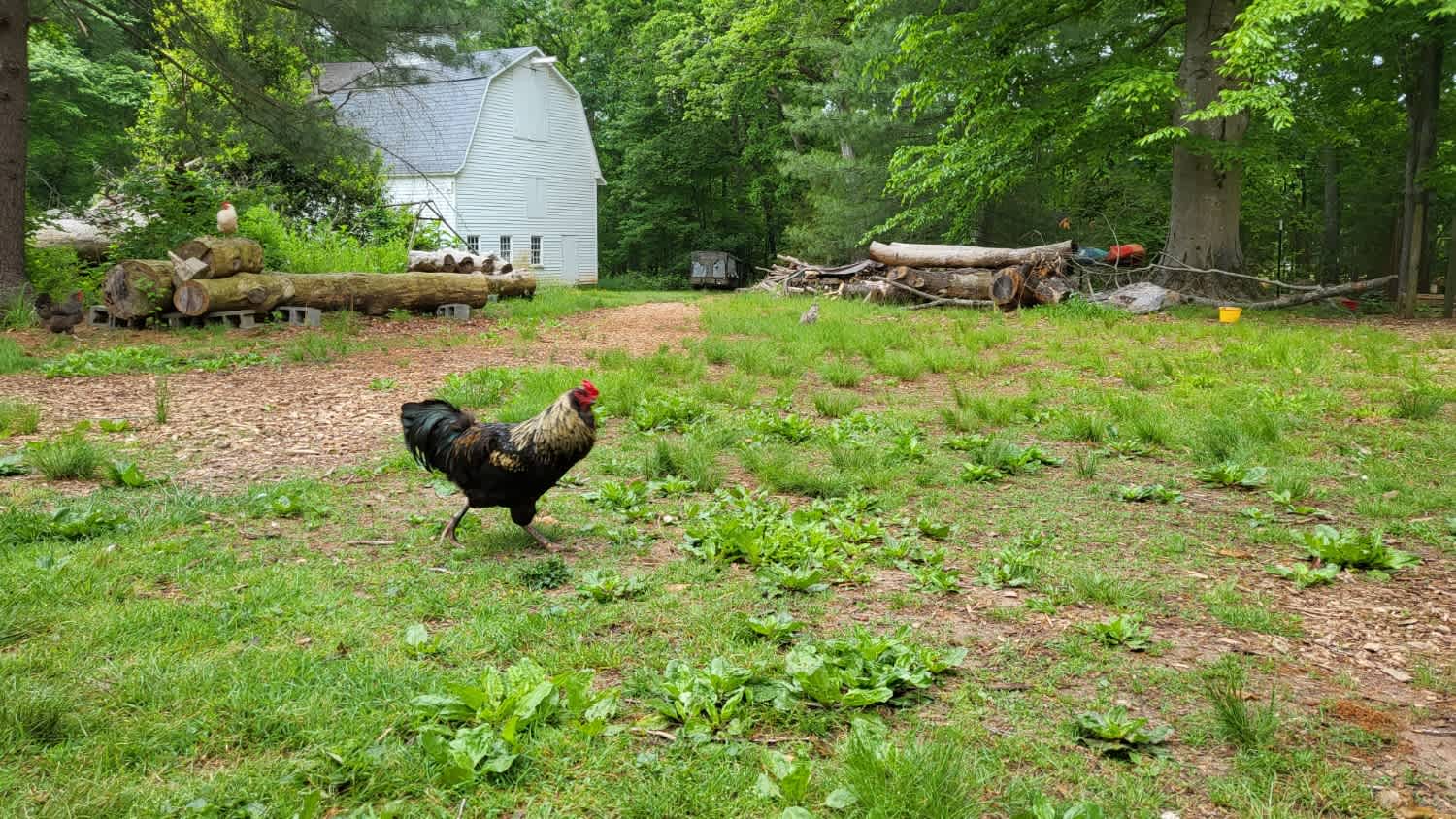Nealand Farm