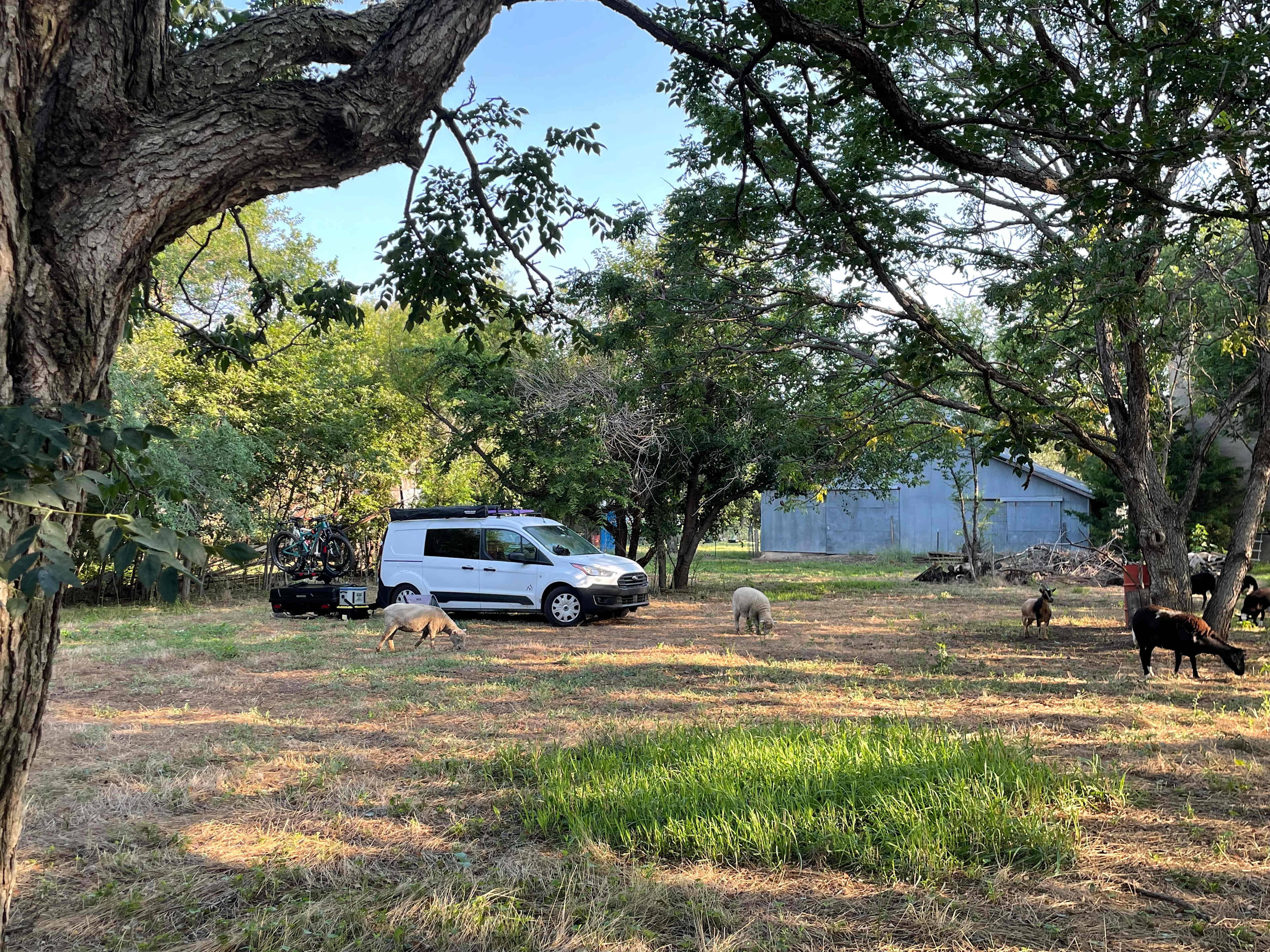 My little camper van surrounded by sheep