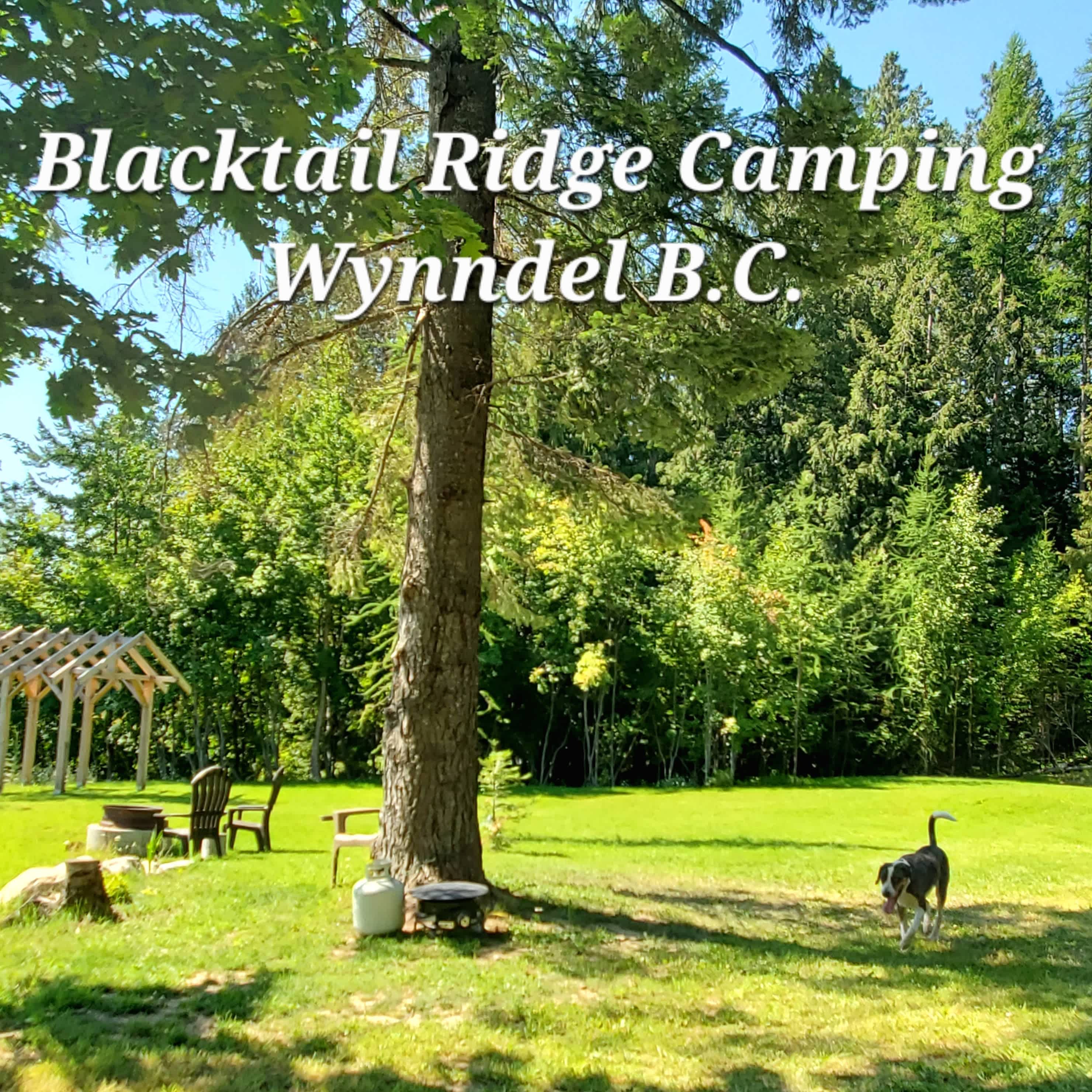 Beer Drink'n Tree Campsite 