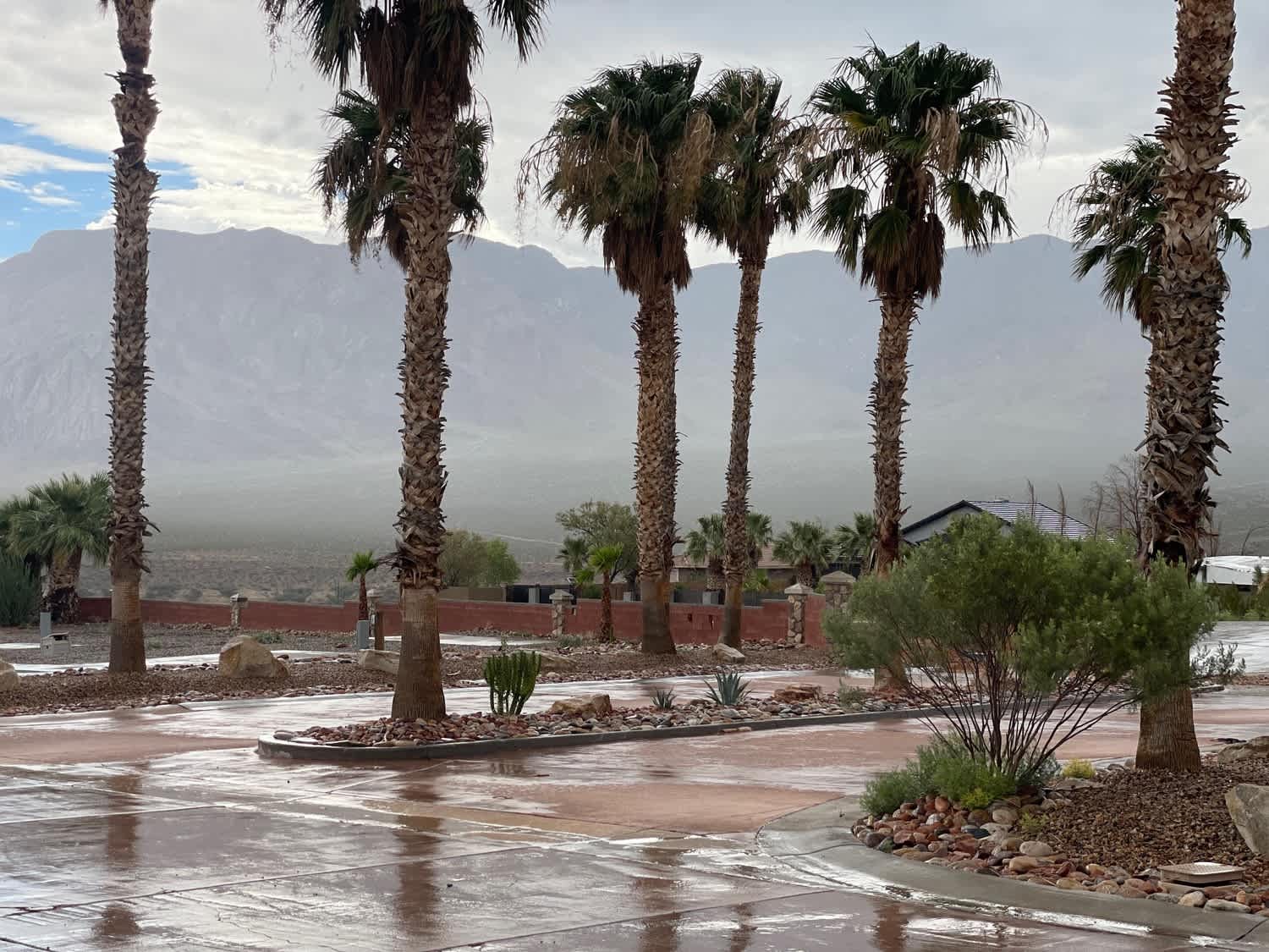 Anasazi Palms