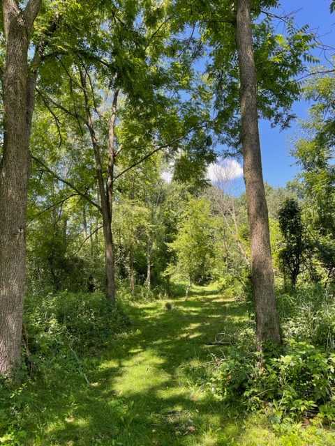 Multiple walking paths through the forest