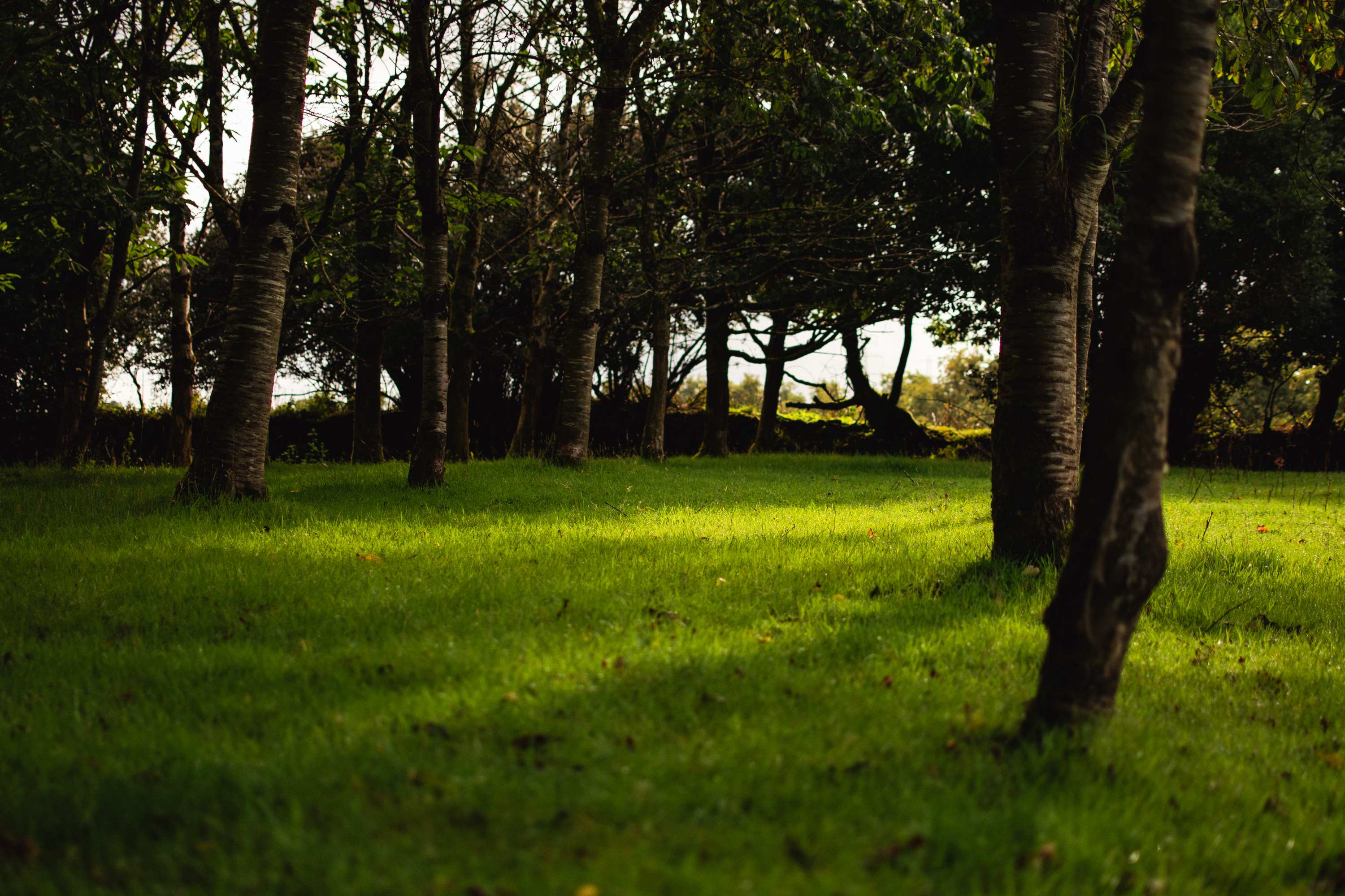Lush green grass bathed in sunlight in the woodland by the camp area