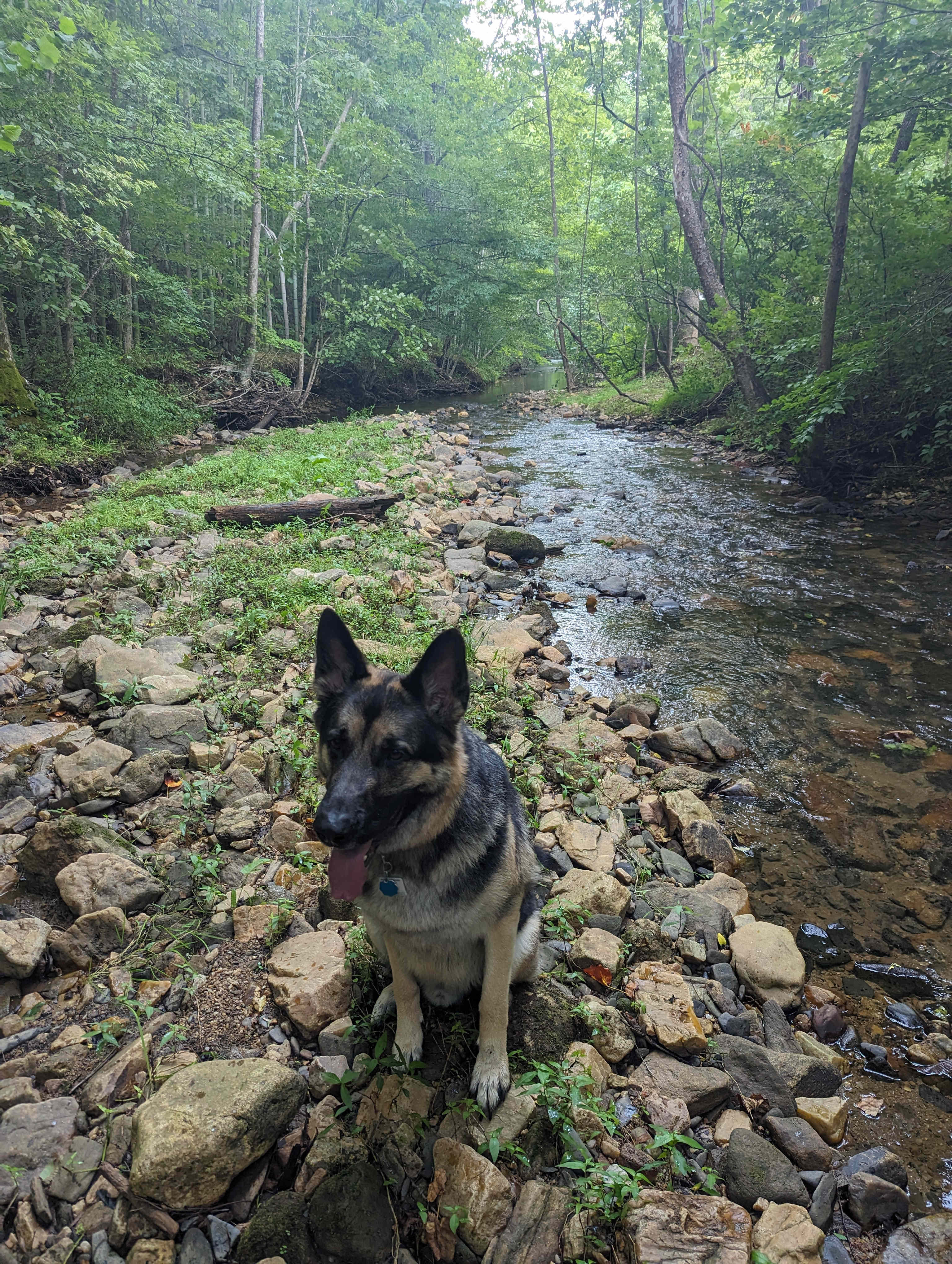 Gustav enjoying Peppers Creek