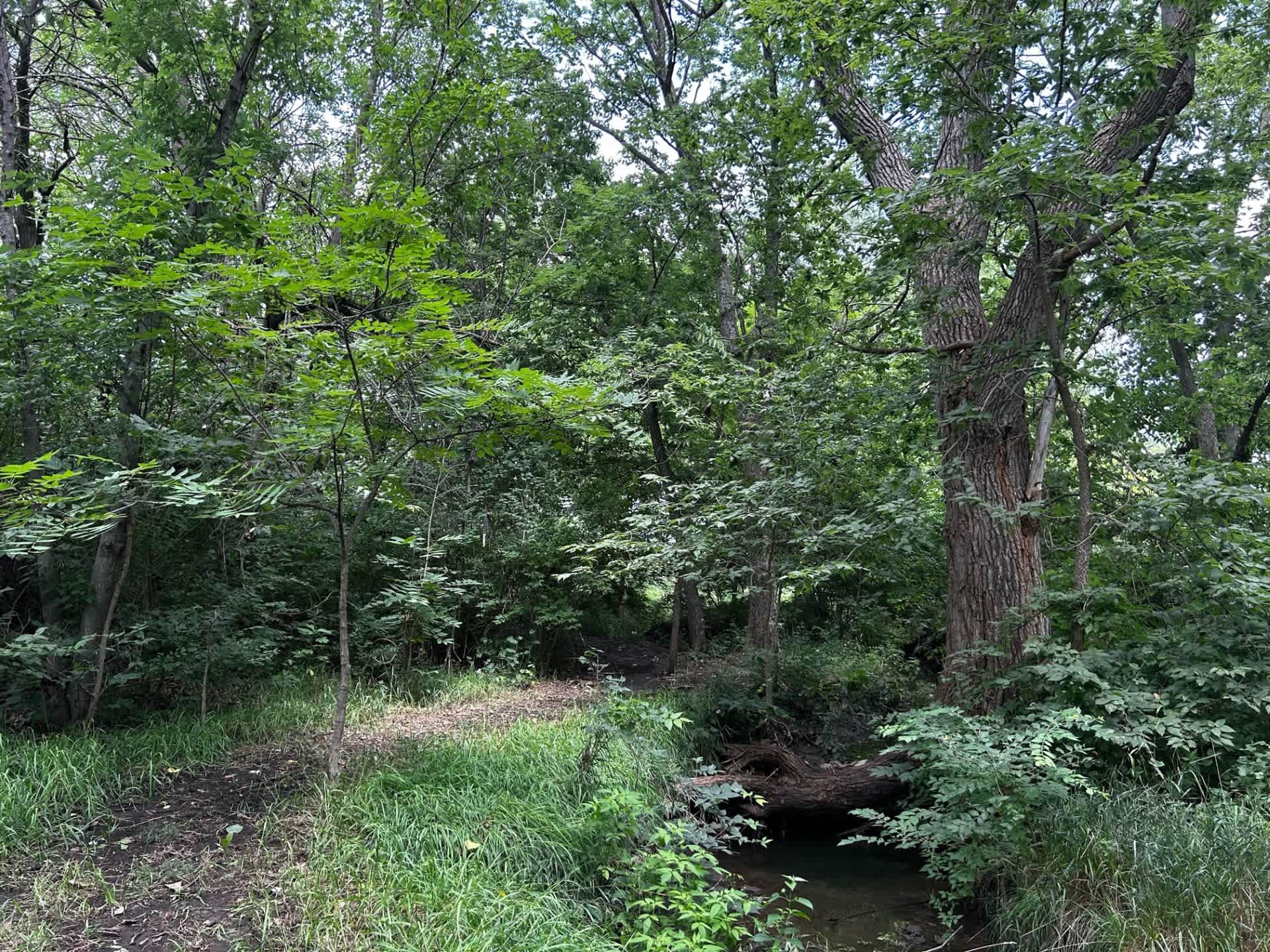 Cottonwood growing across Creek on walking path