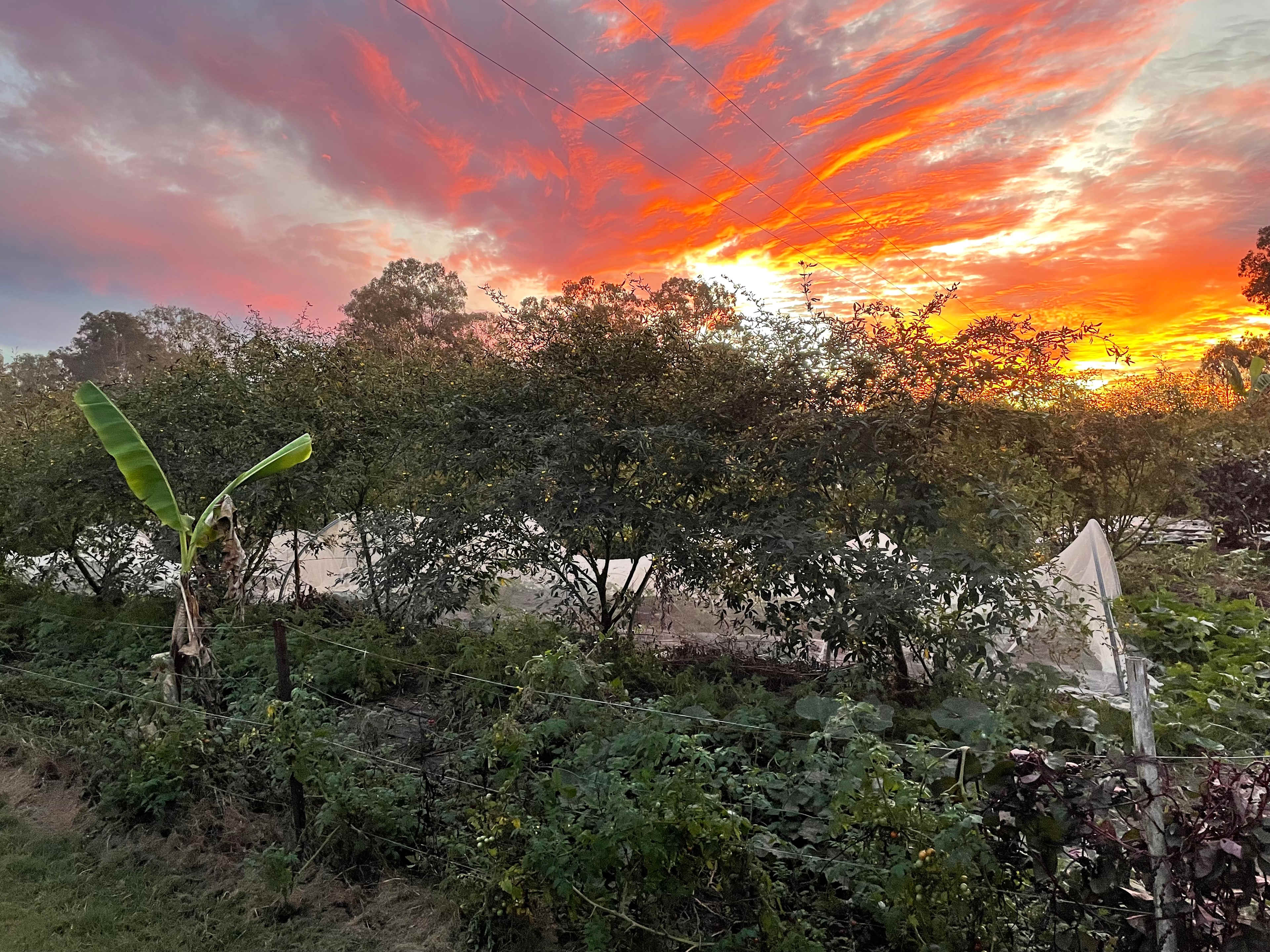 Makowata Farm