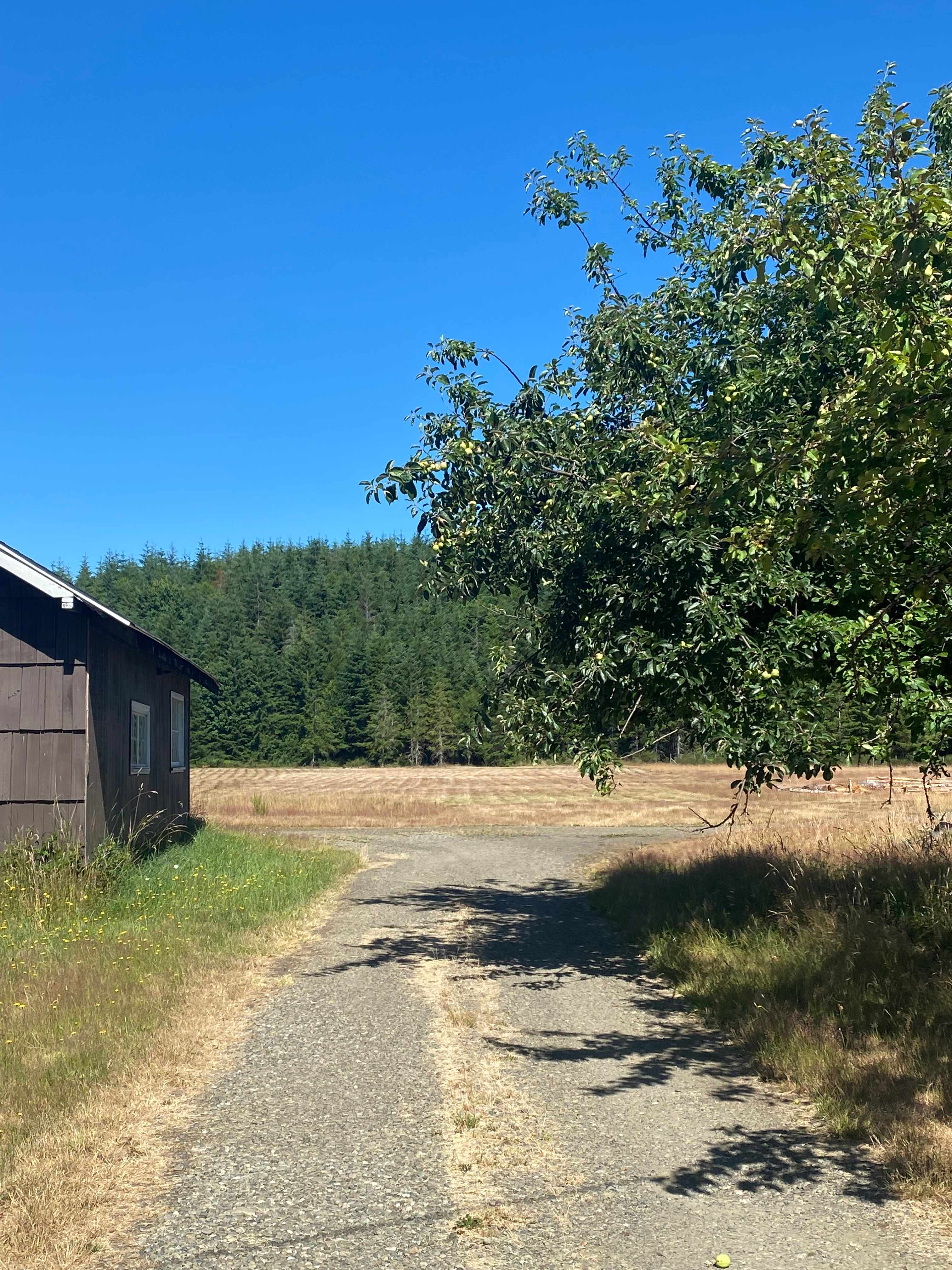 Driveway to the field