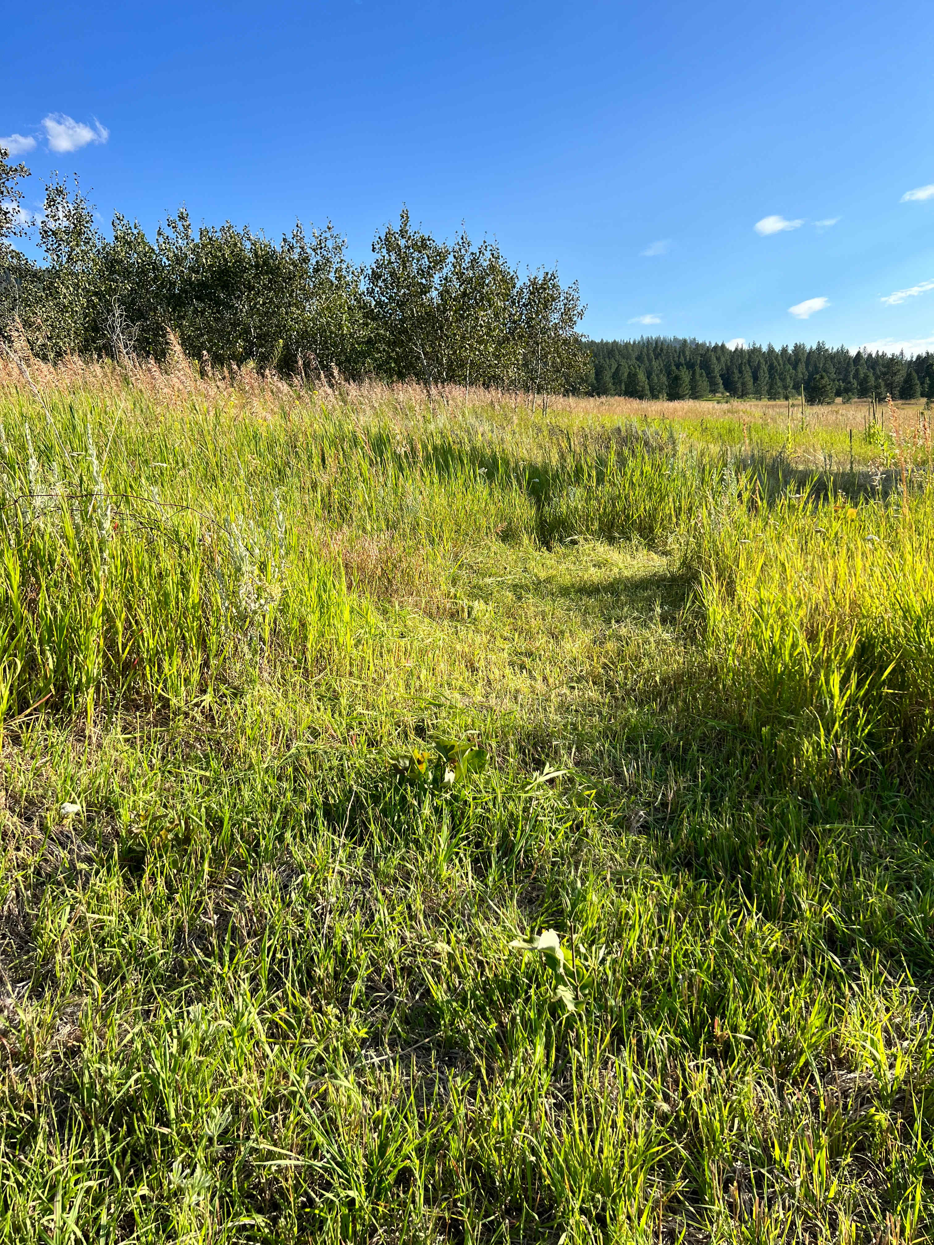 Path to Camp Area 1