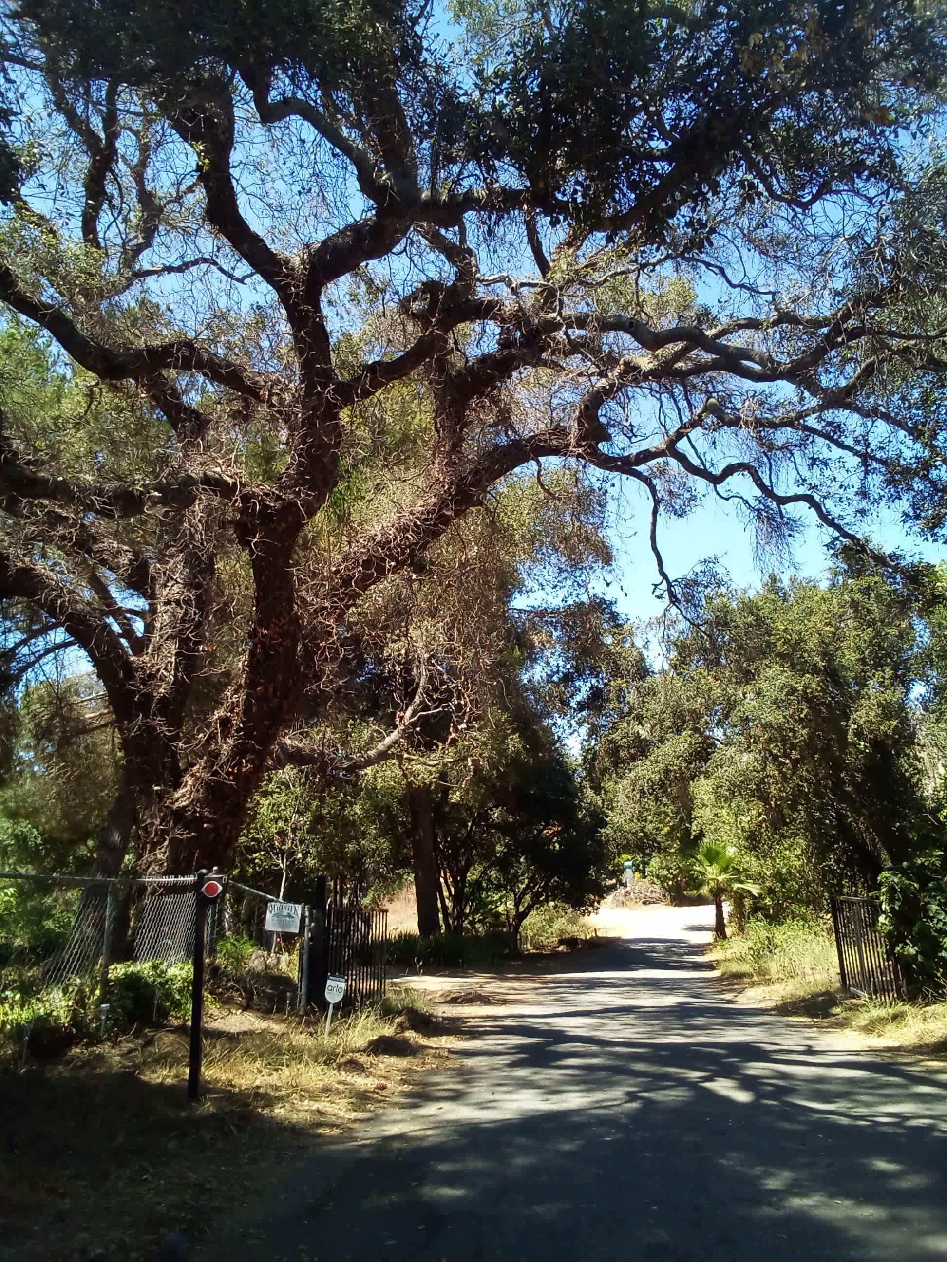 PATTI OAKS