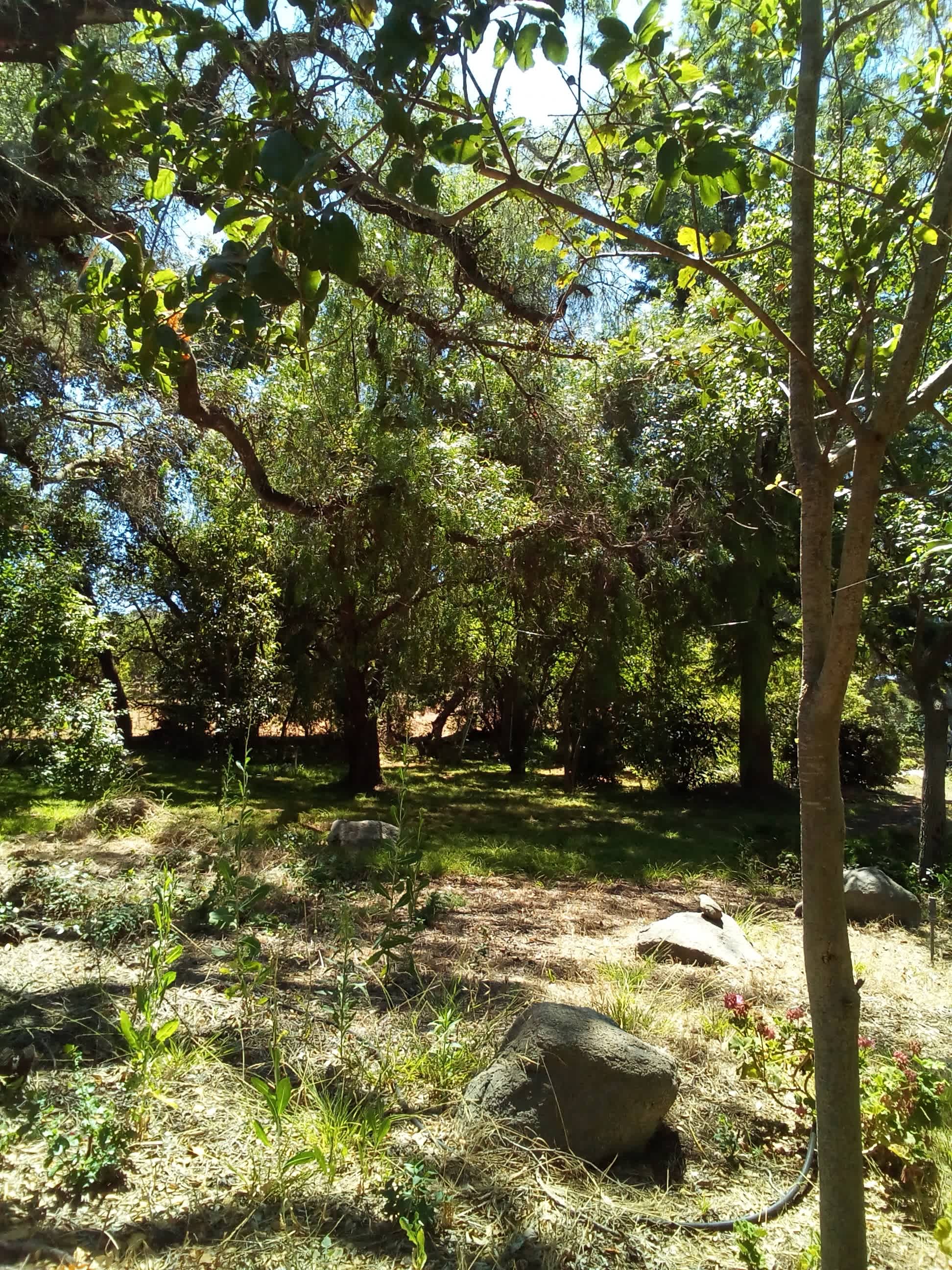 PATTI OAKS