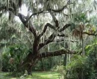 Florida Georgia Acres