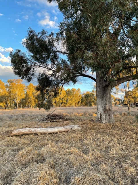 Lisadan Cottage and Homestead