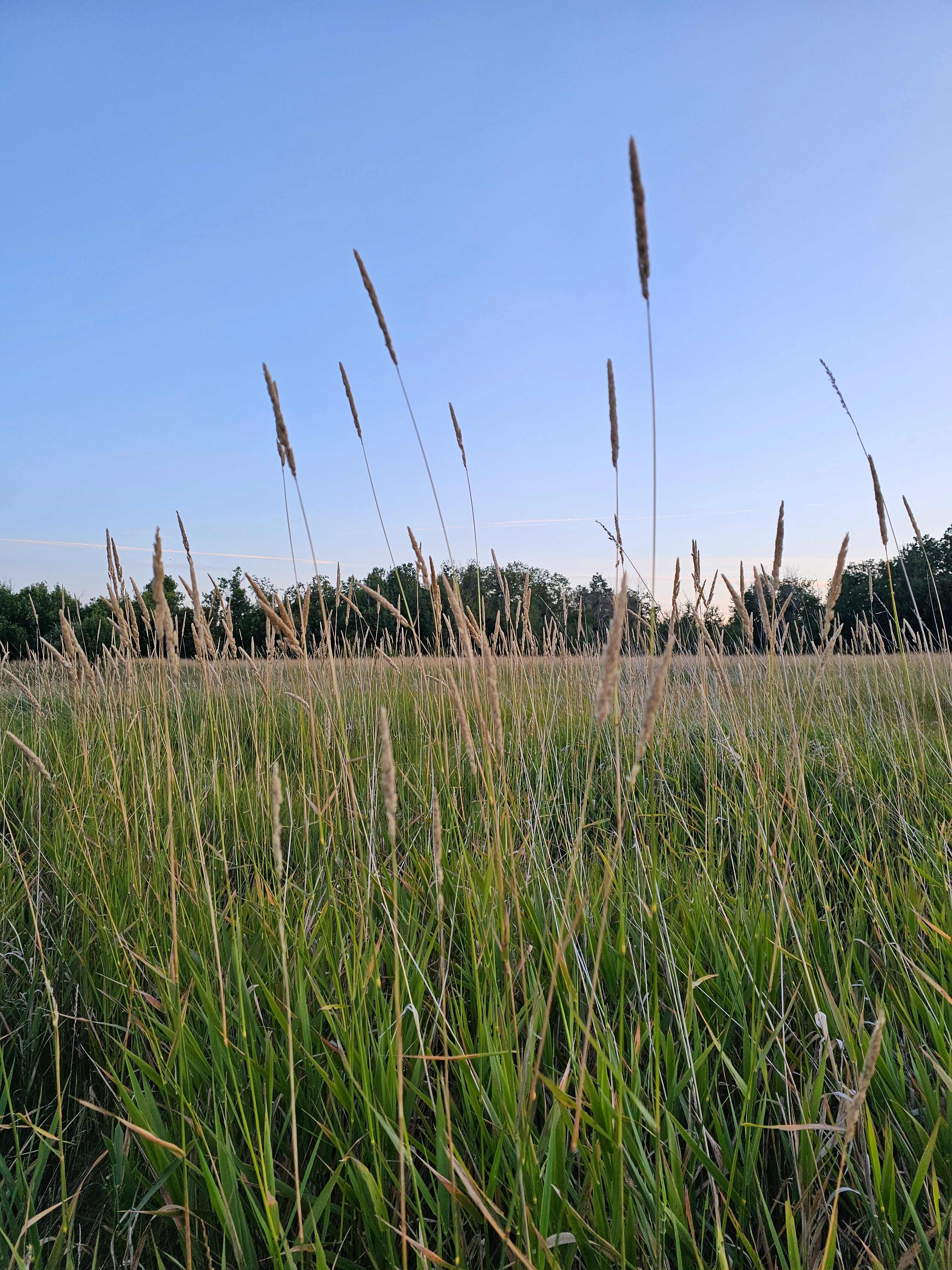 Forested Meadow at Beach Resort