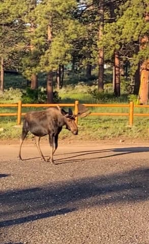 Moseying Moose RV Sites