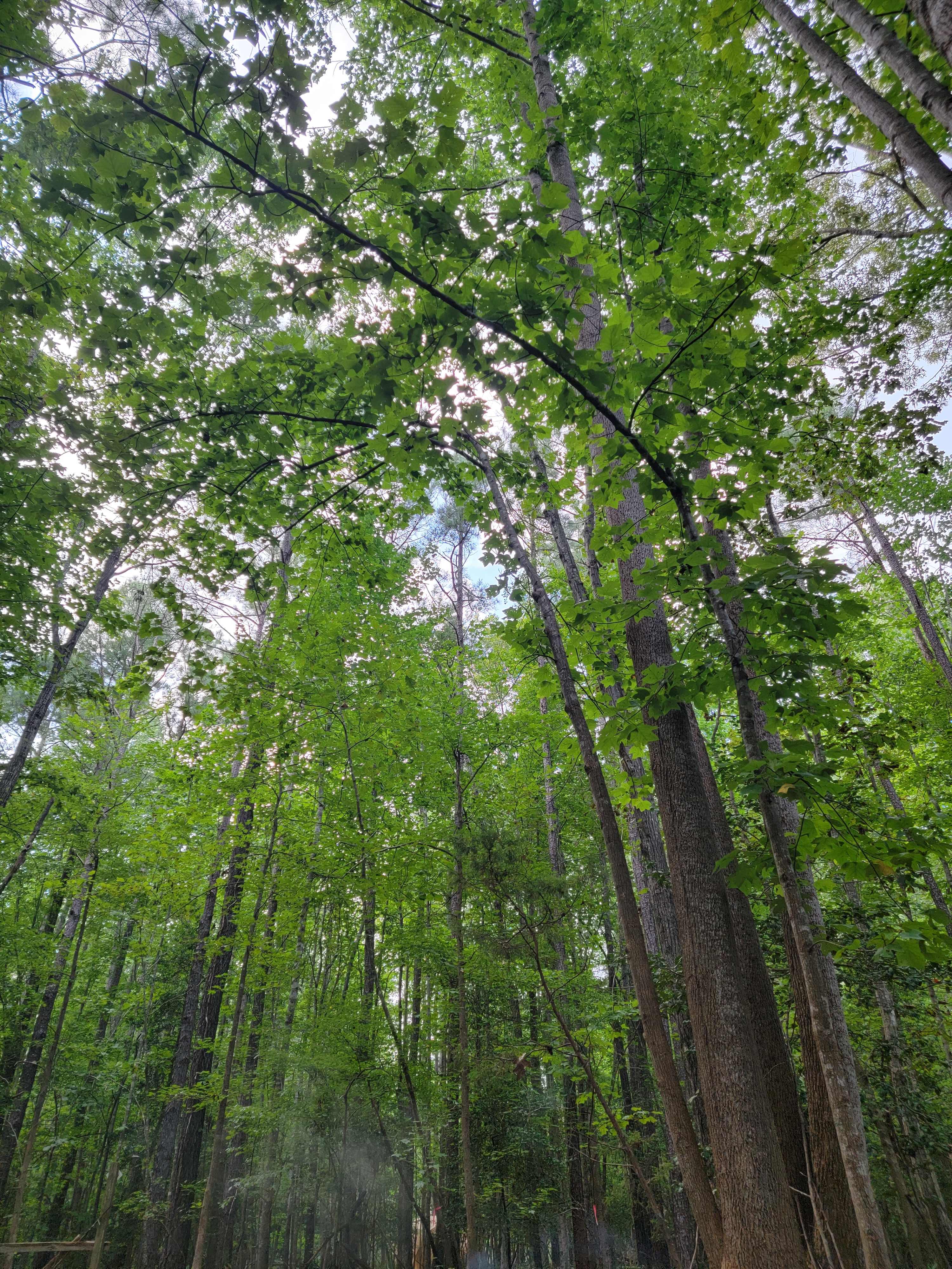 Her 10 acres of beautiful woodland