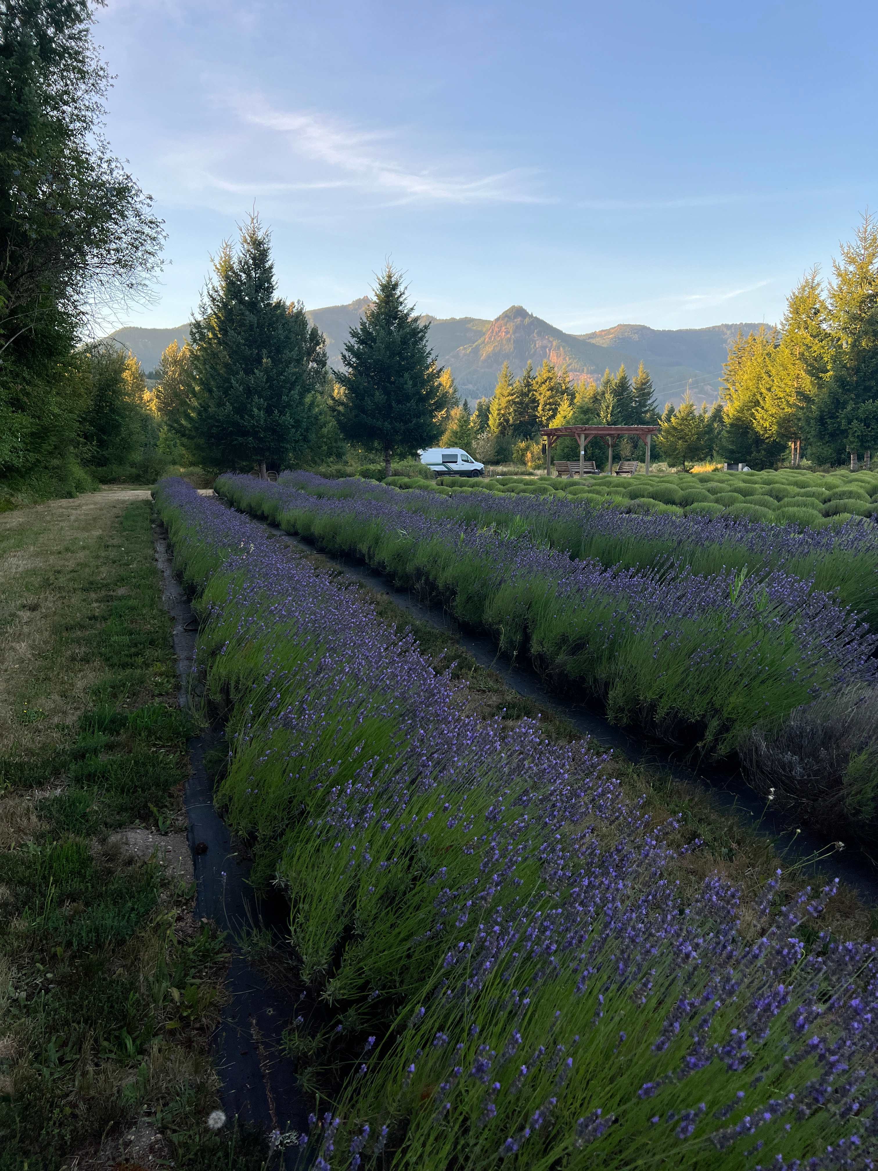Mountain Lavender Escape