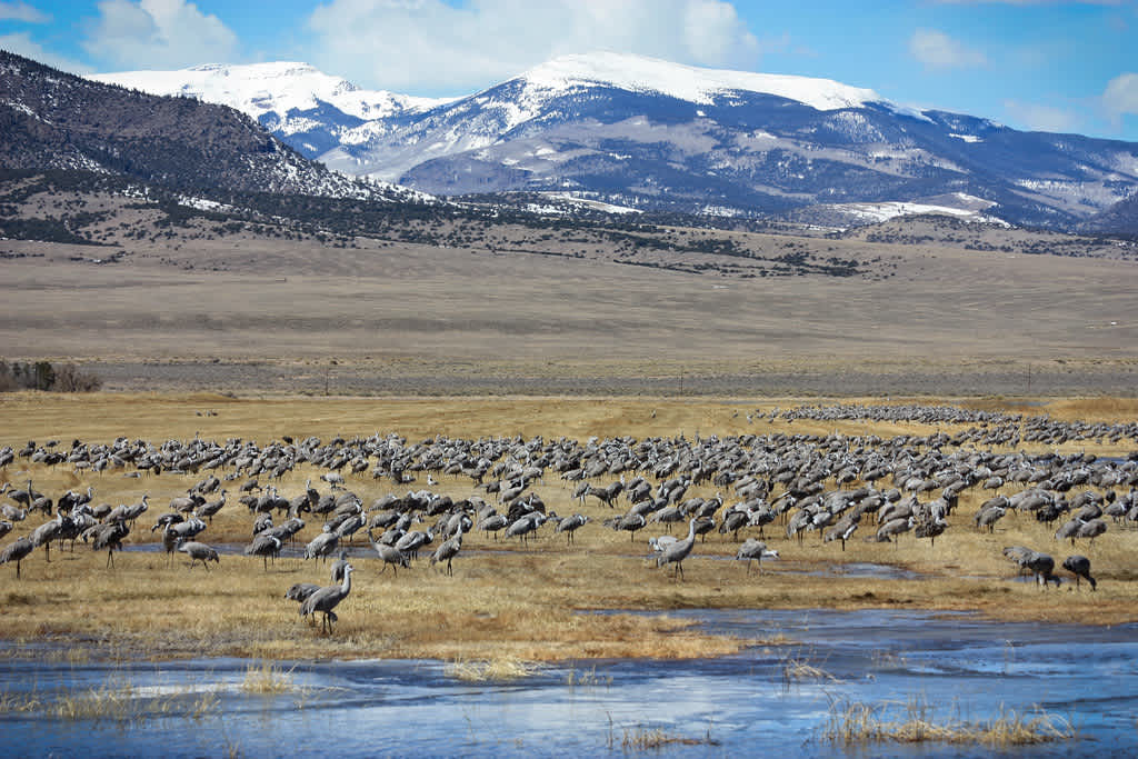 Monte Vista National Wildlife Refuge