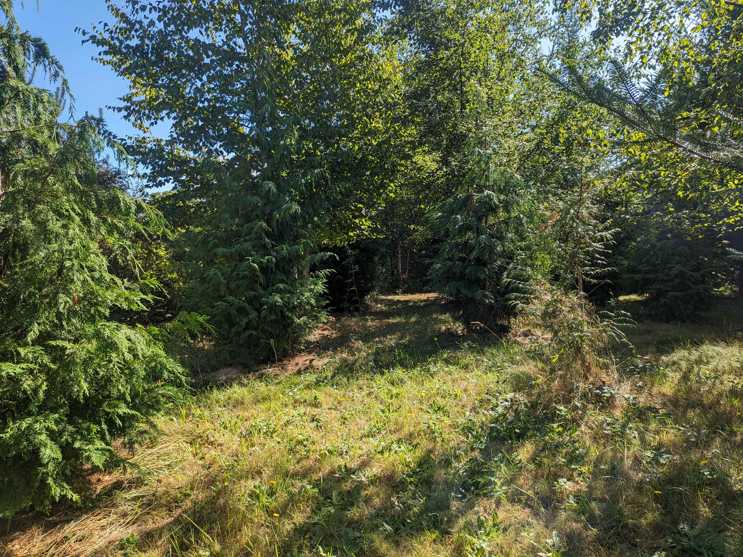 Helianthus Acres