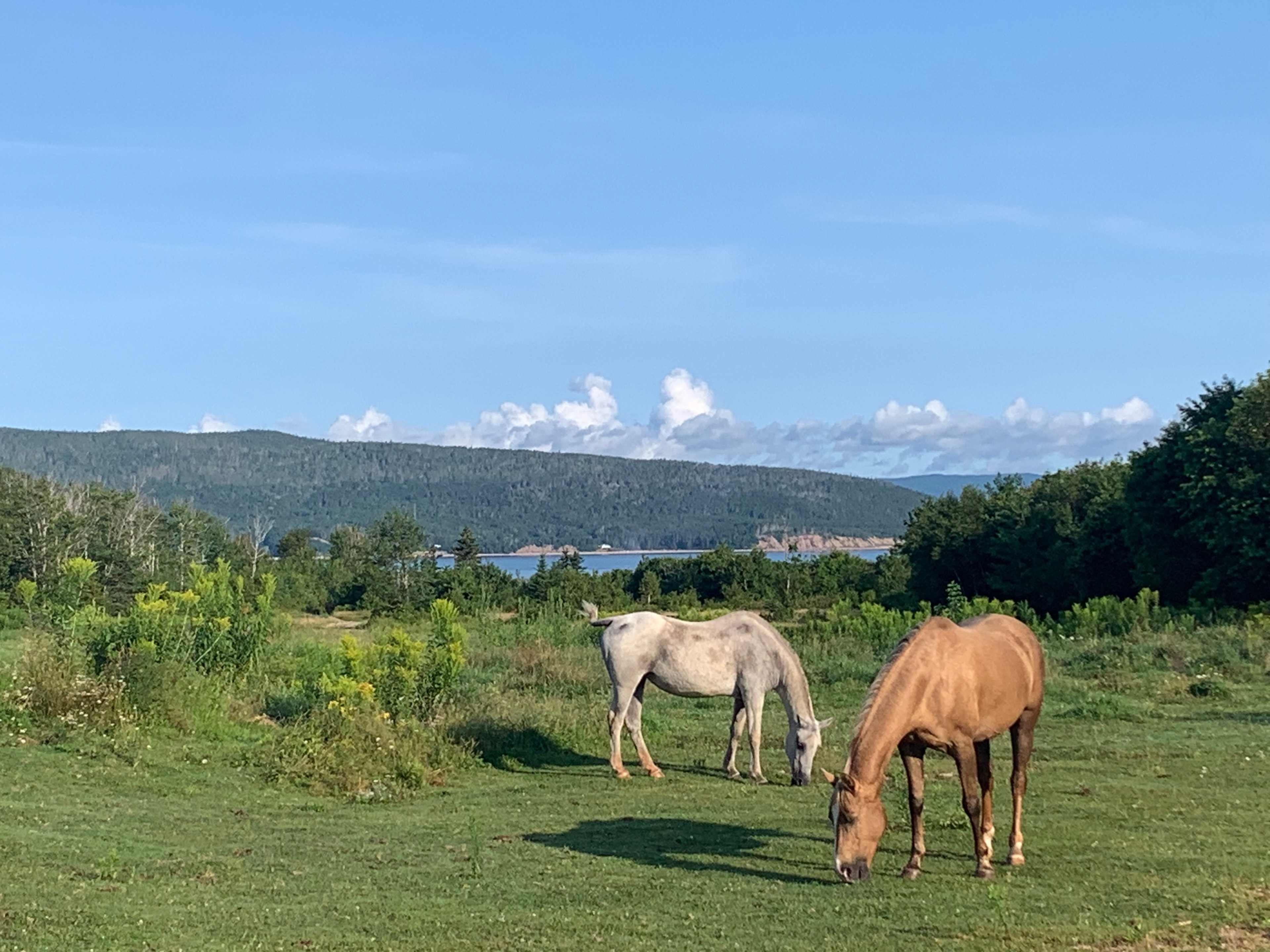 Black Rock Stables