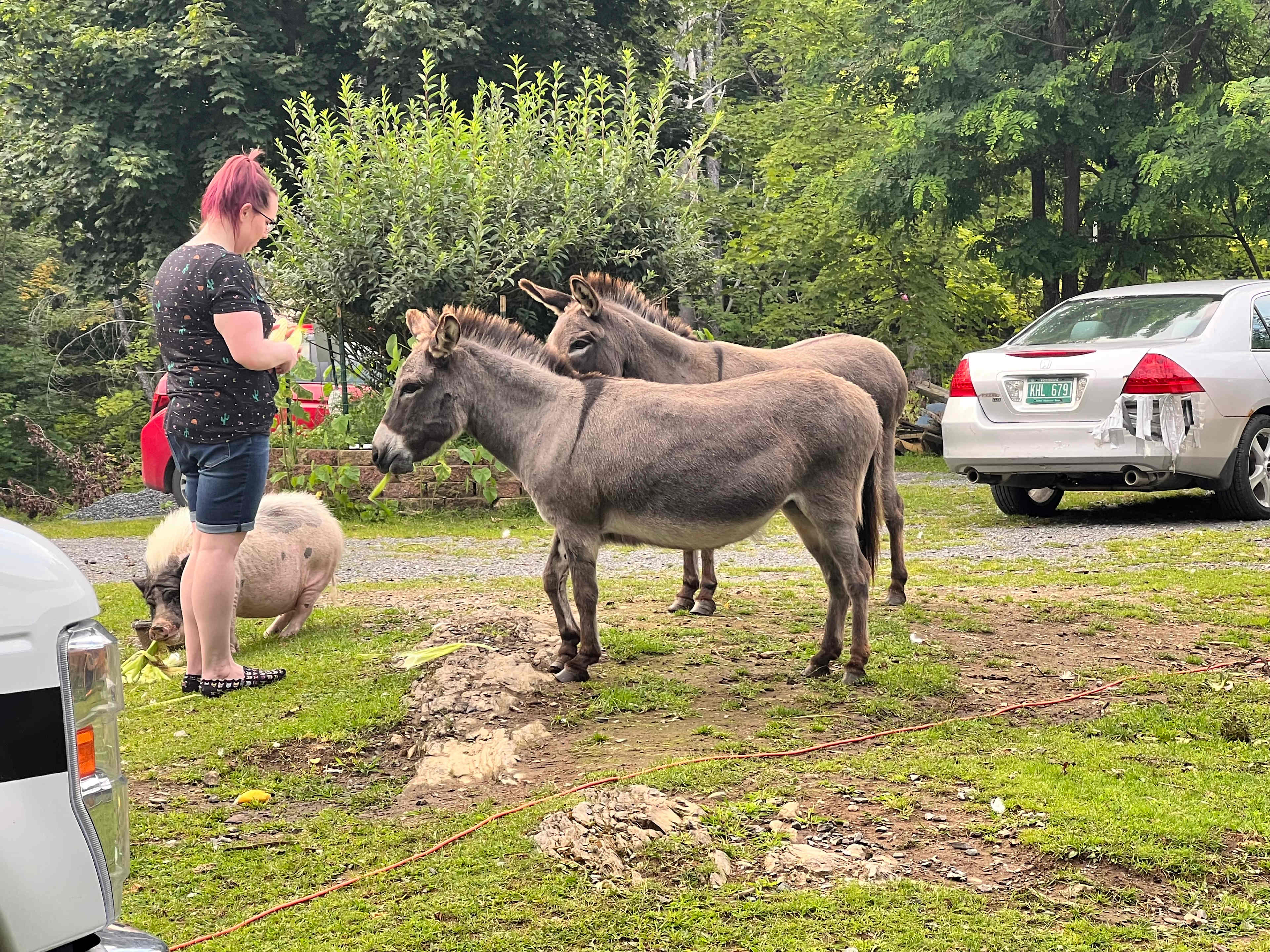 Willoughby Farm Animal Rescue