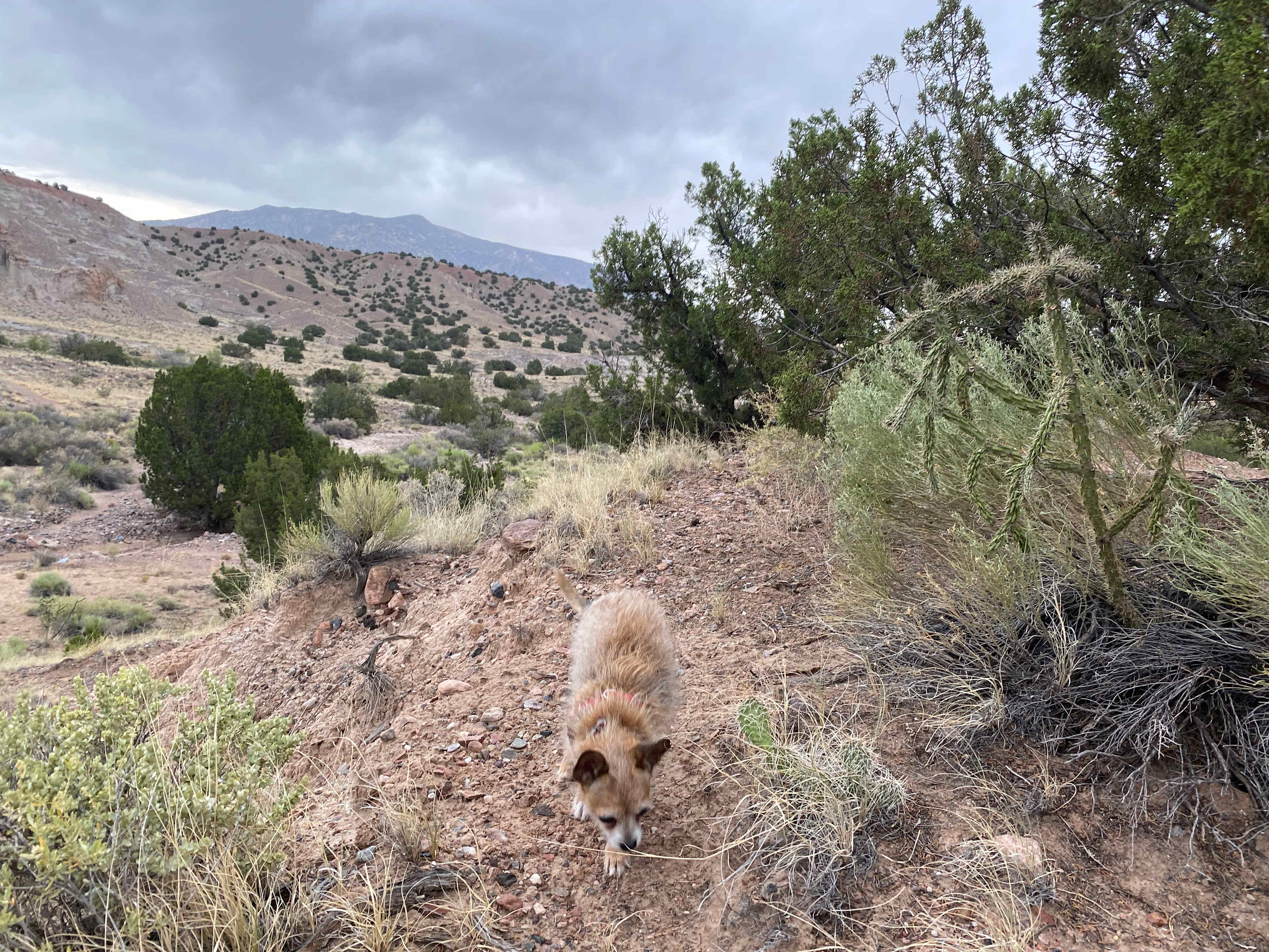 High Desert Oasis by Ojo HotSprings