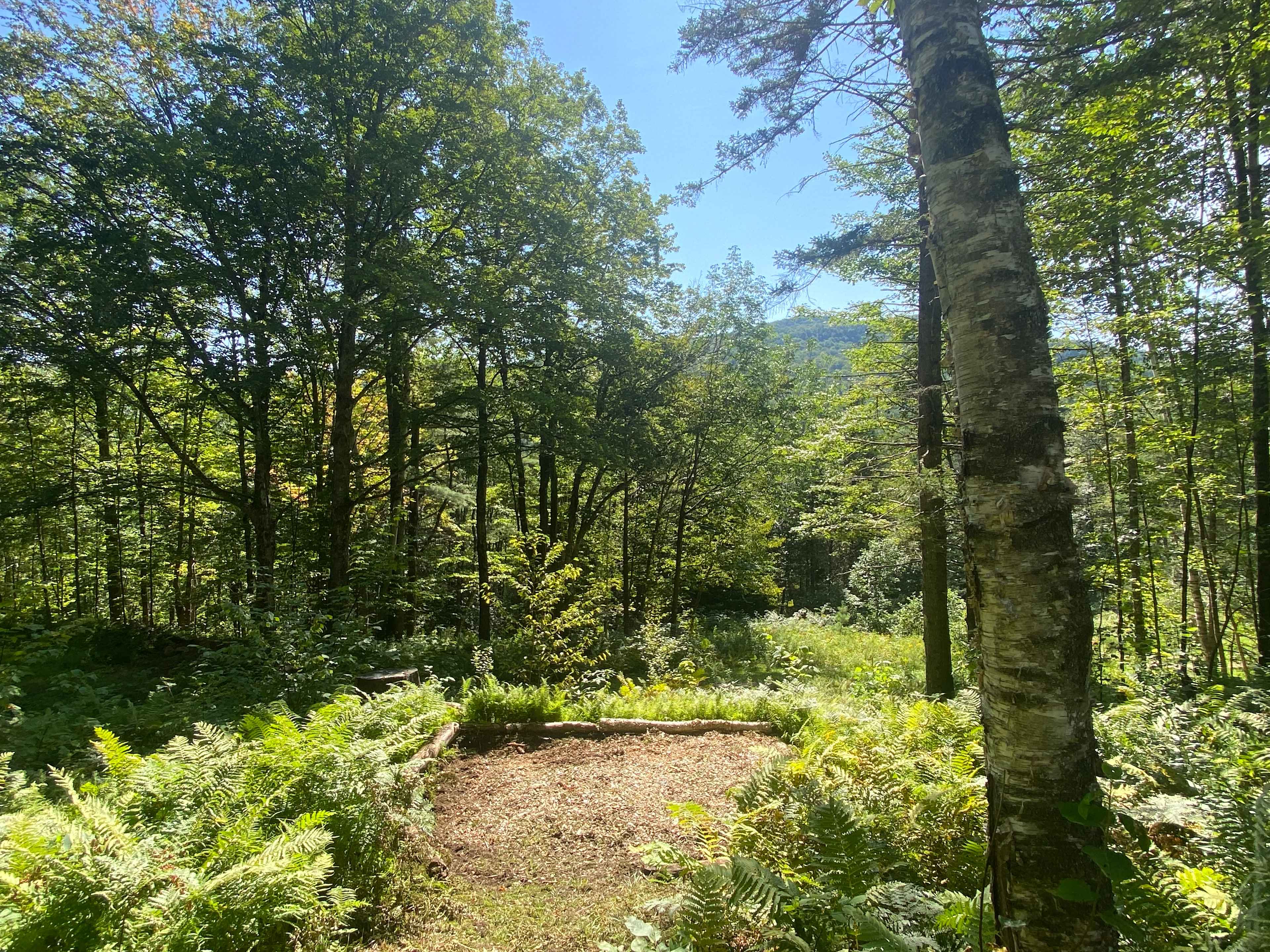 Fern Hollow