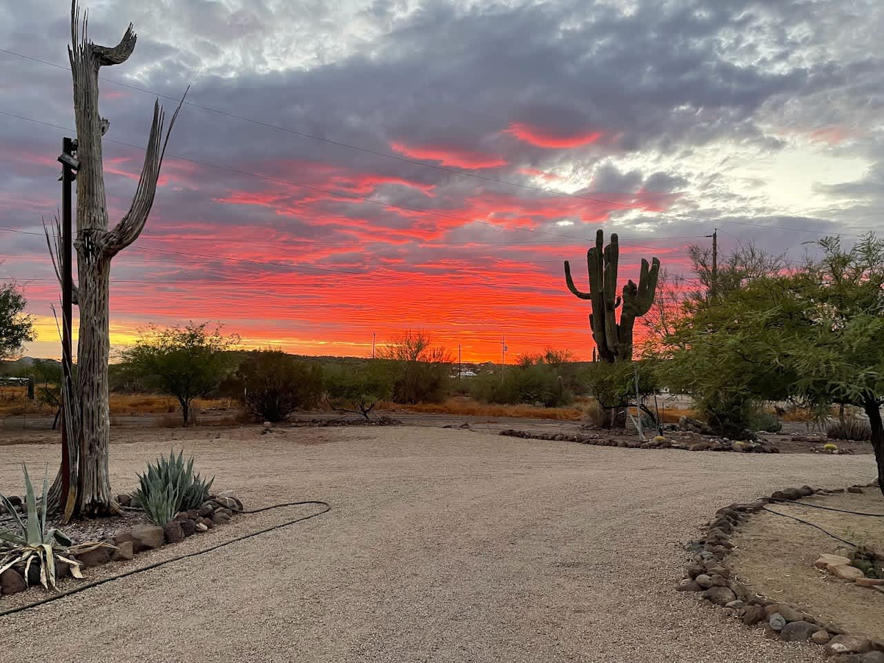 Saguaro Forrest @ Dragonfly Ranch