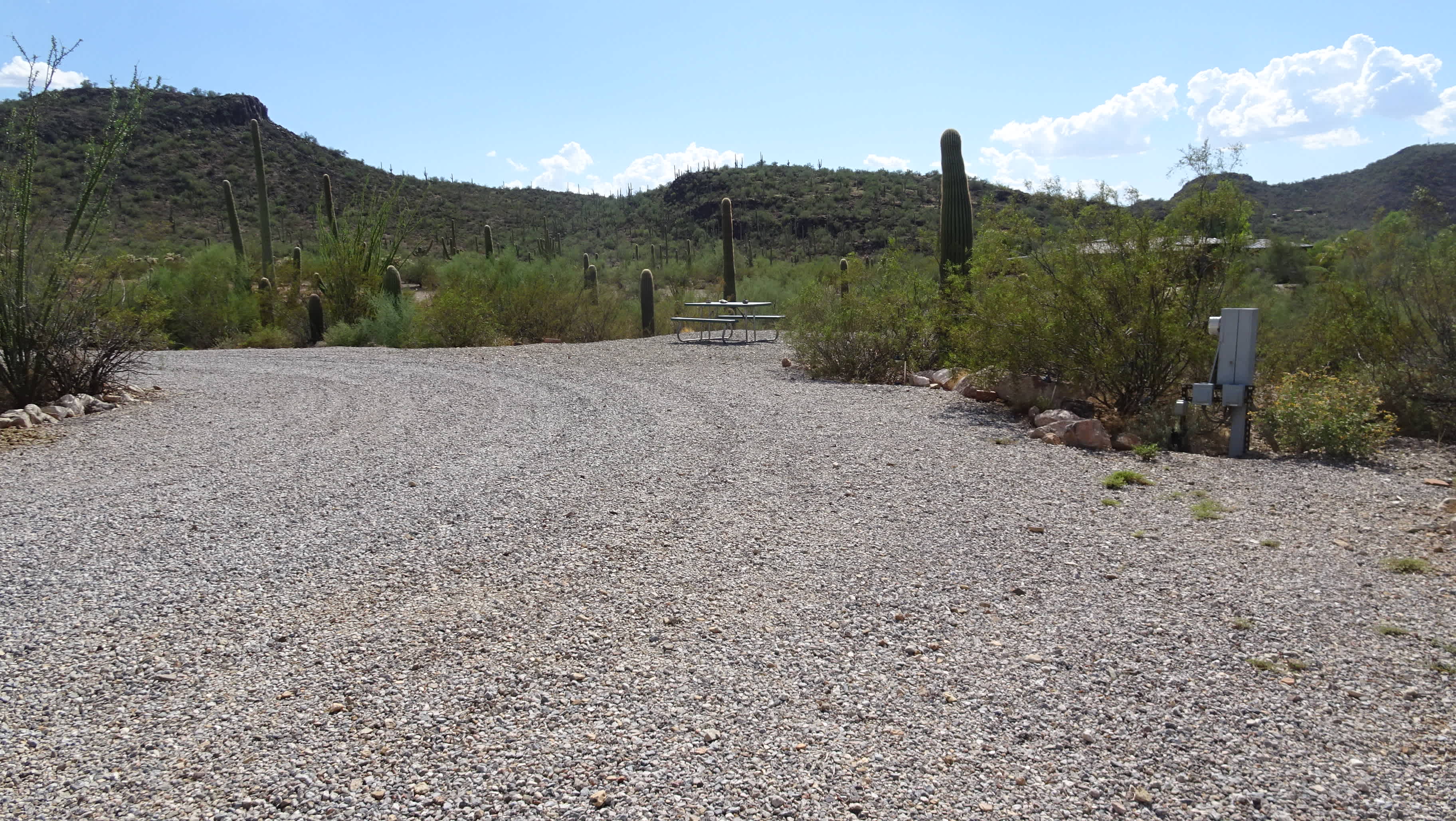 Saguaro View