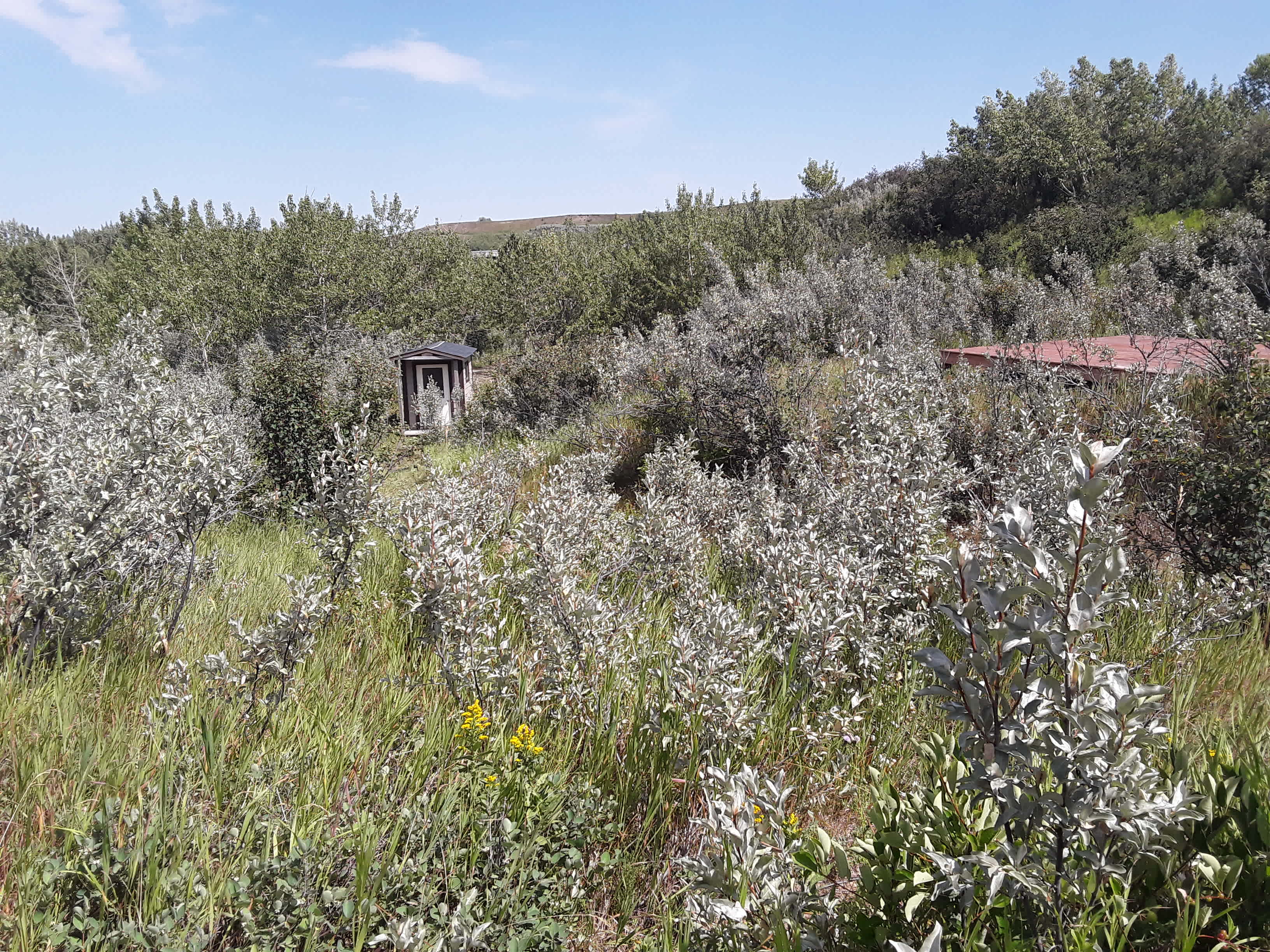 Picture of the site