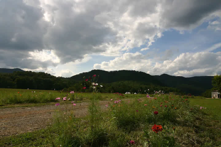Picture of the site