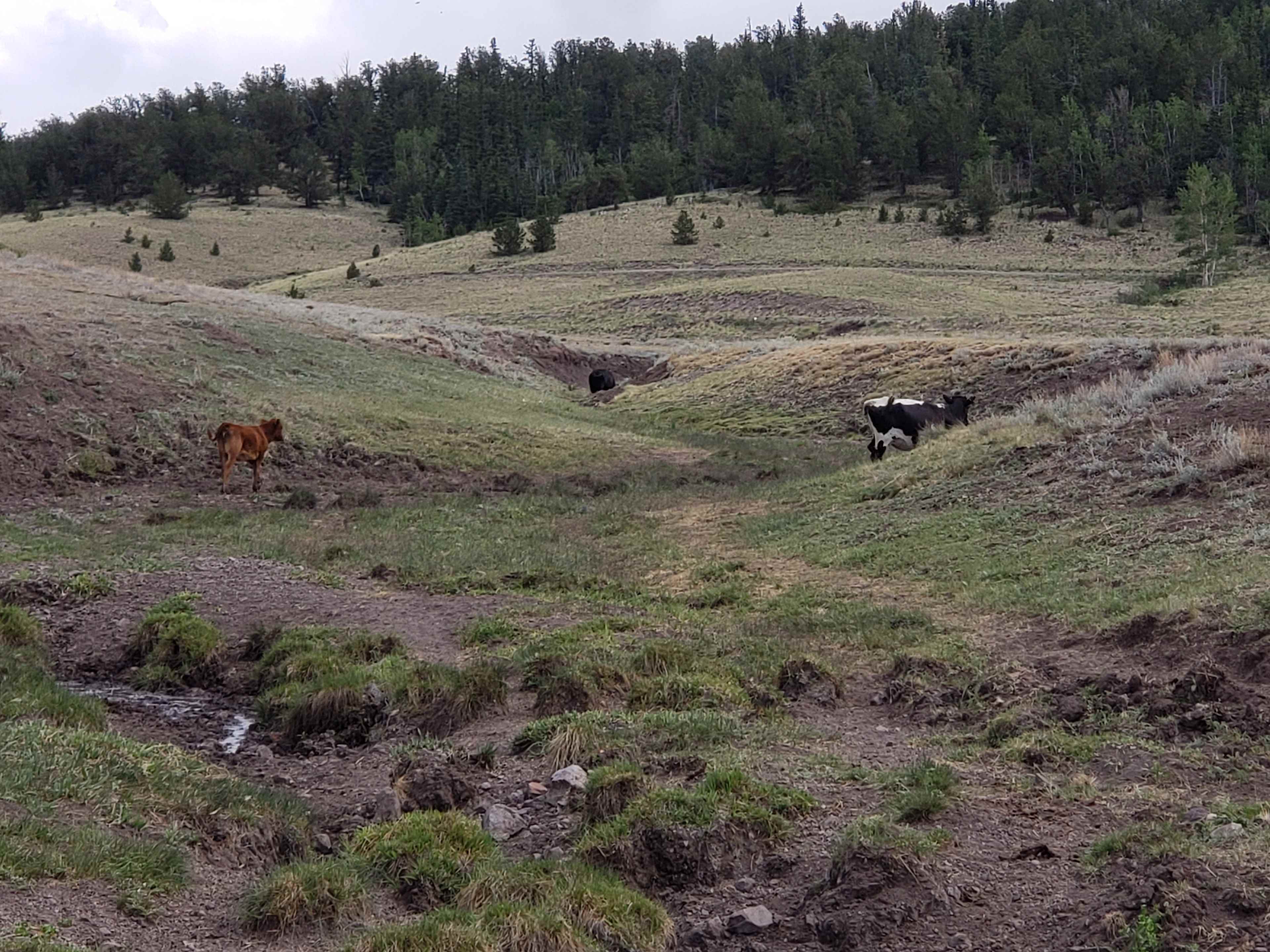 Ranch Hand