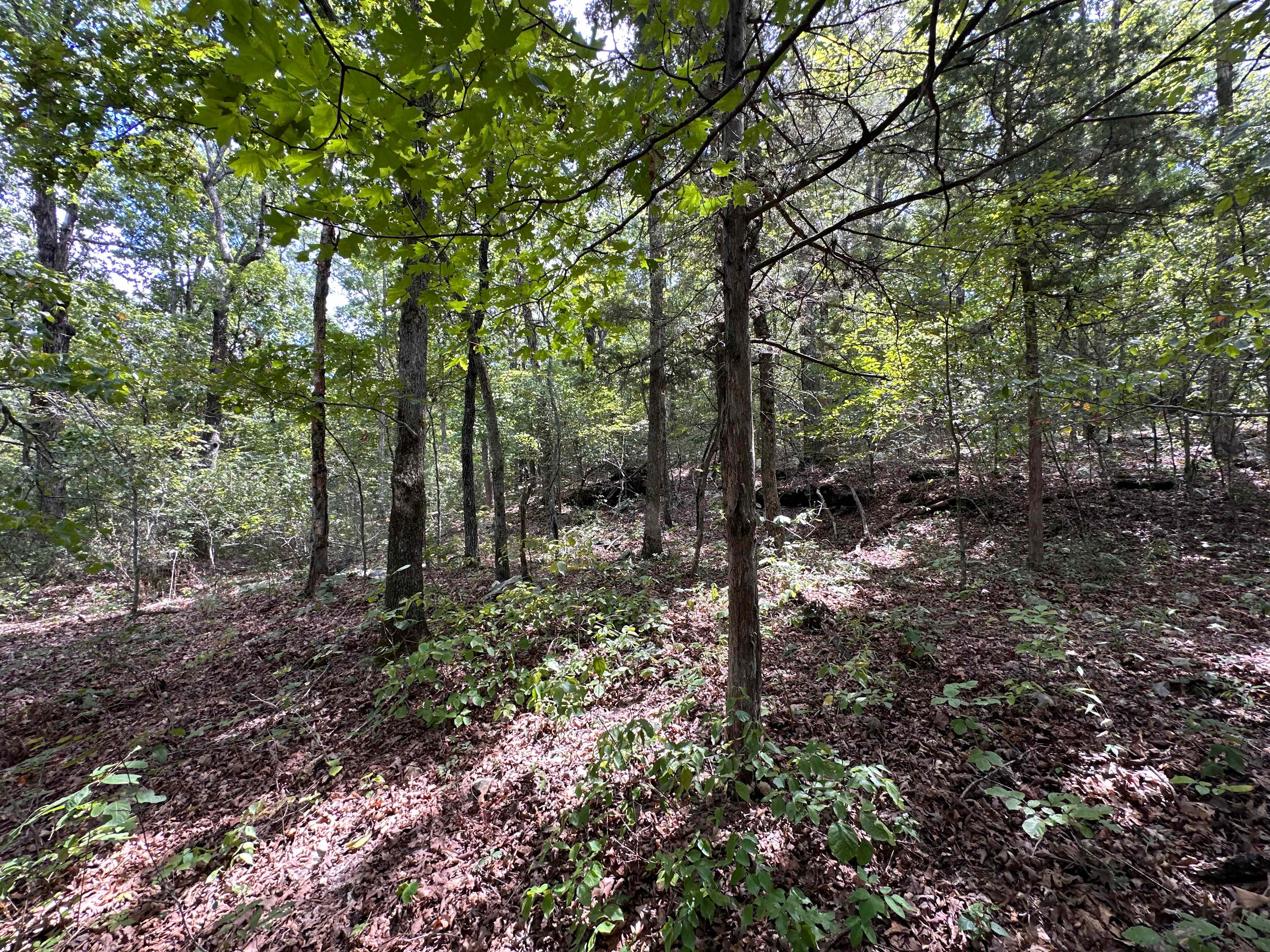 Ozarks Rocky Ridge