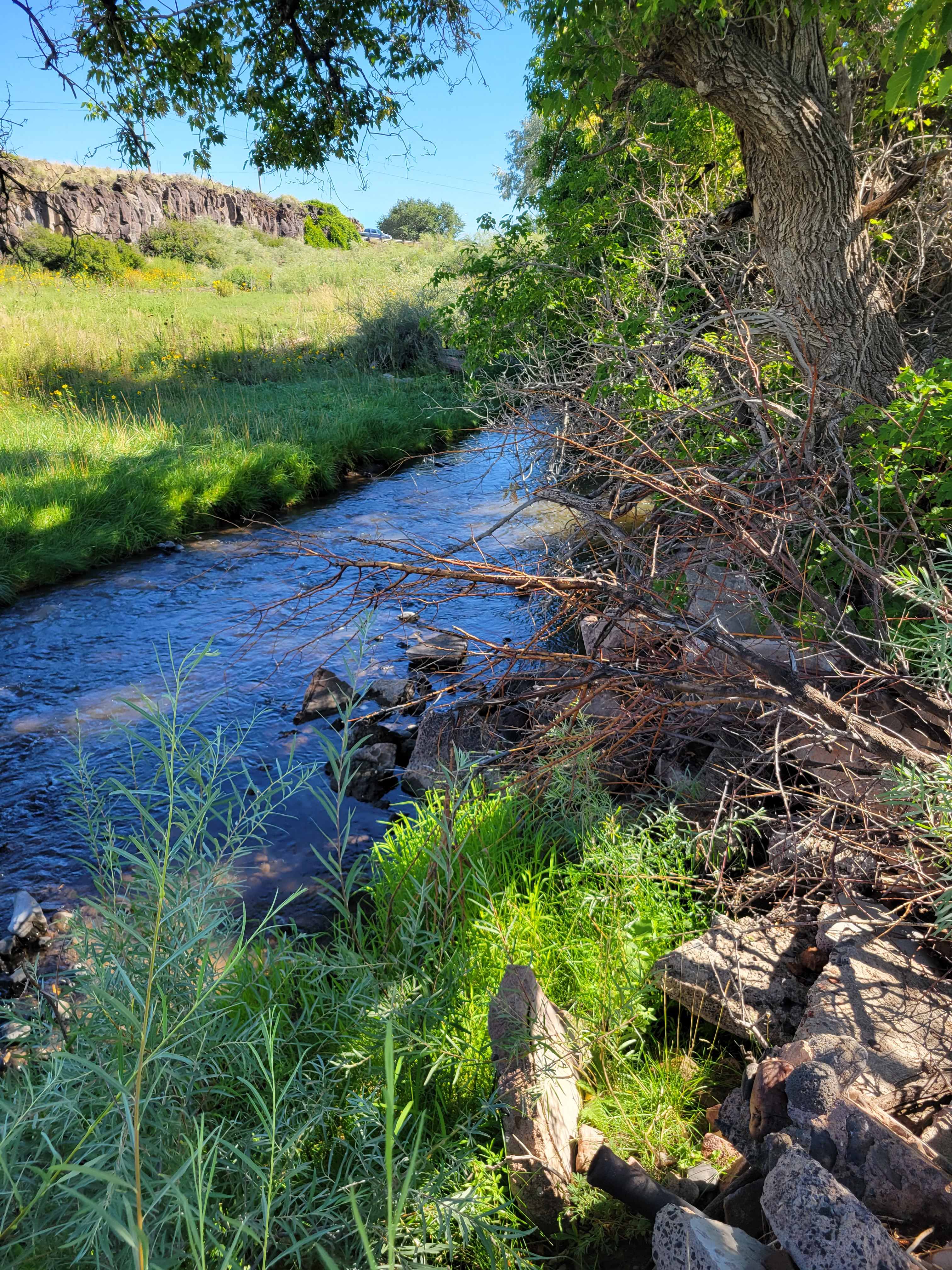 Beautiful creek & tree