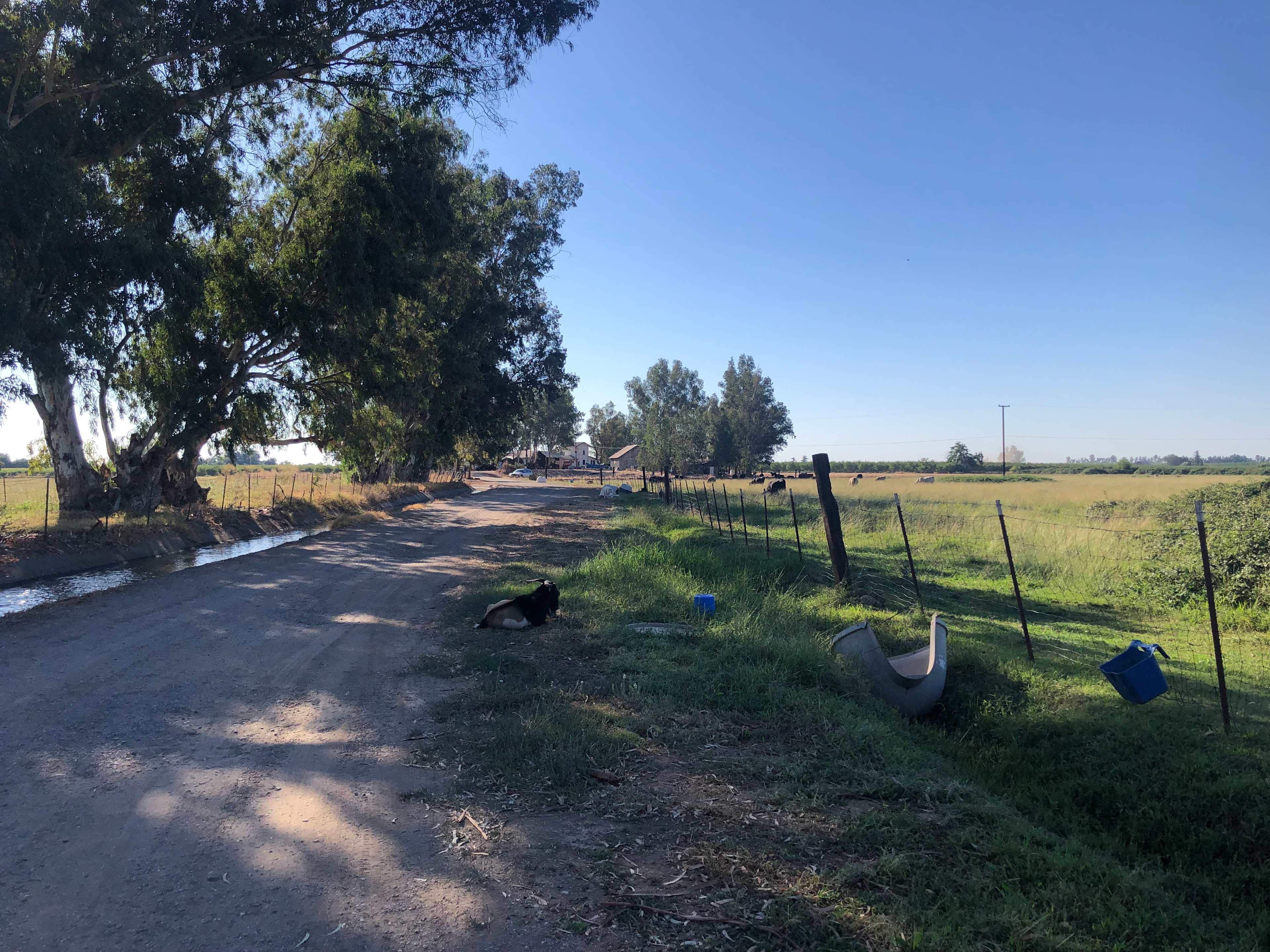 Websters Farm