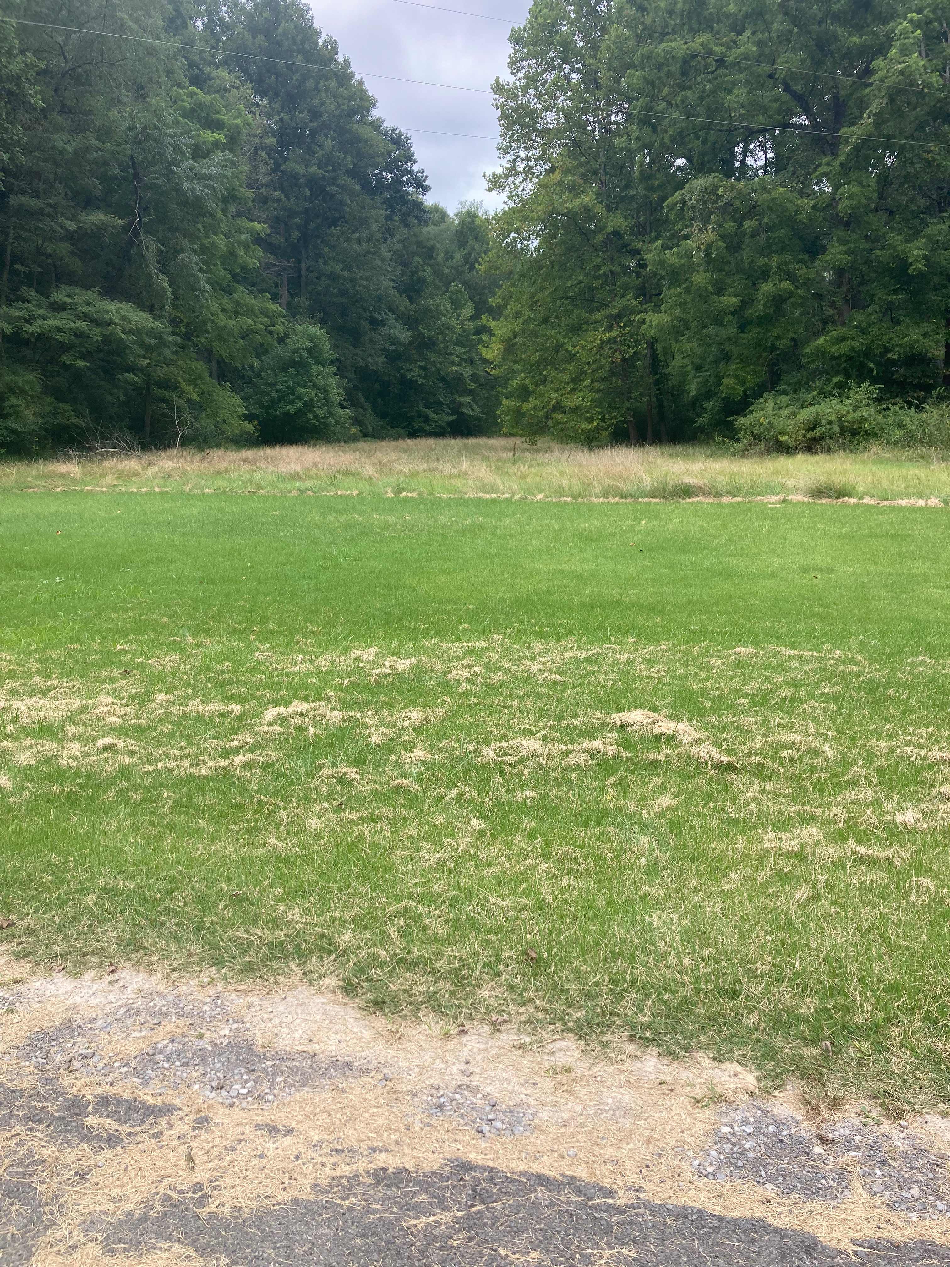 McShea's Land