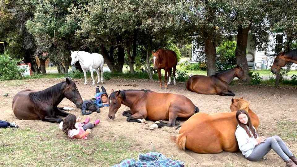 Therapy Horses