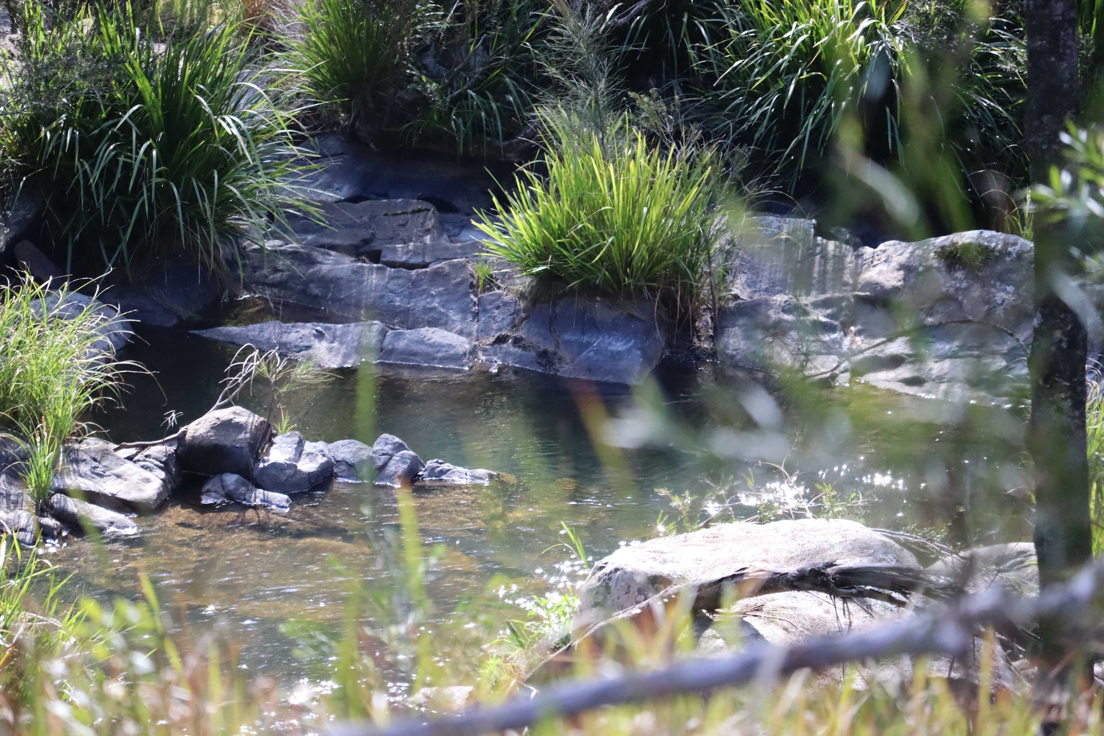 Blicks River Camping