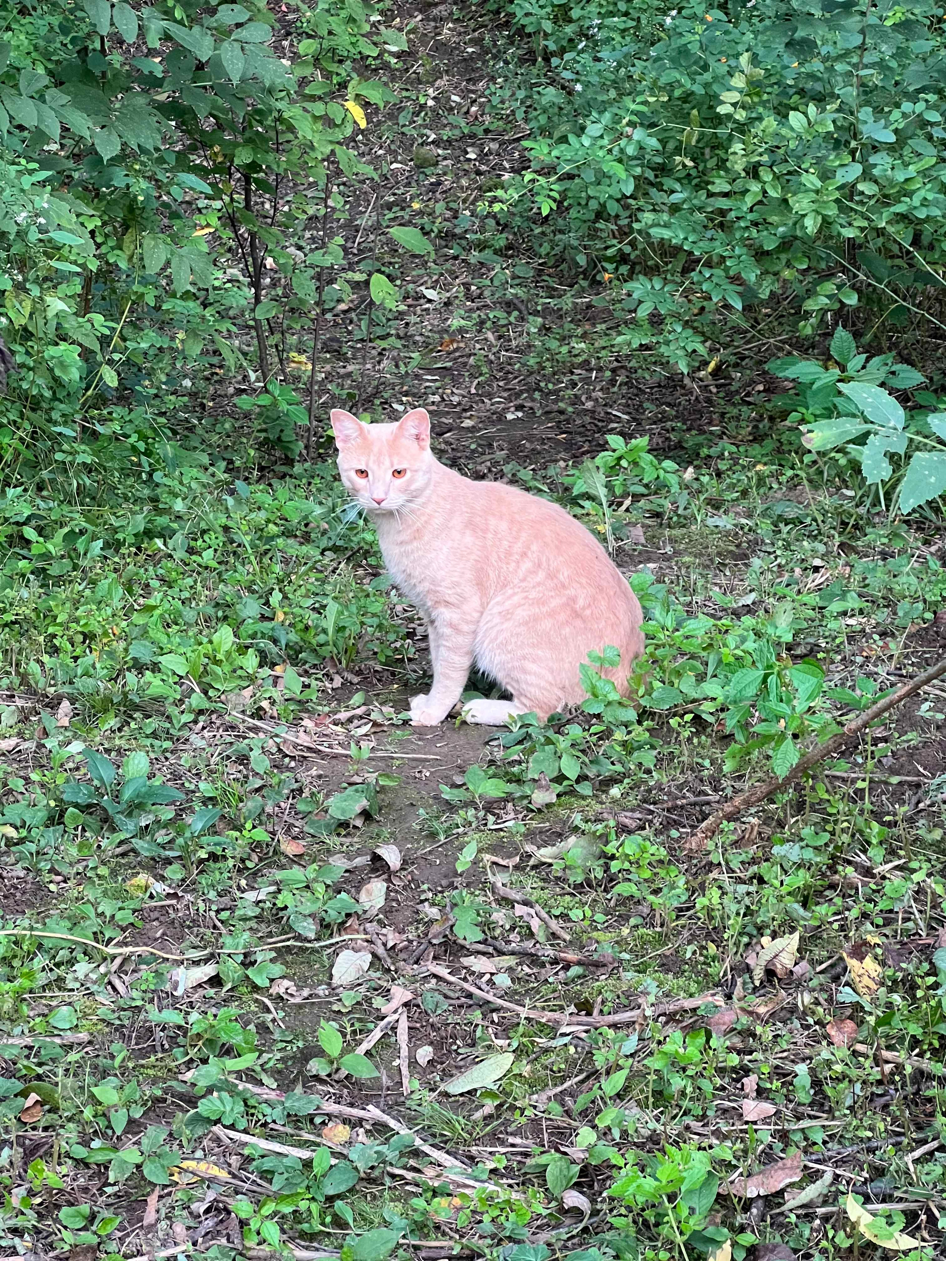 Woods kitty 🐈‍⬛ 