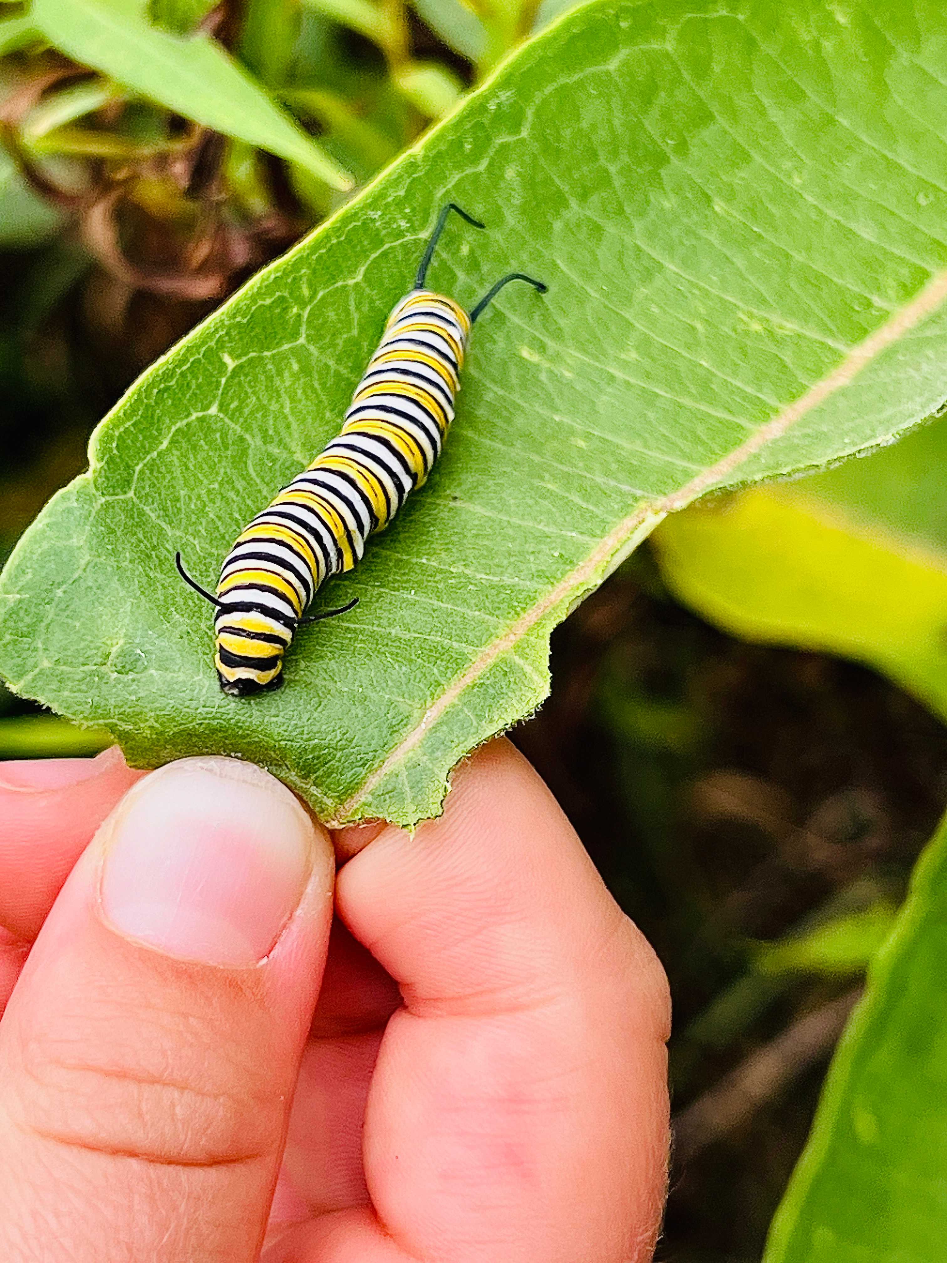 Monarch caterpillar on it's host plant, Milkweed!
