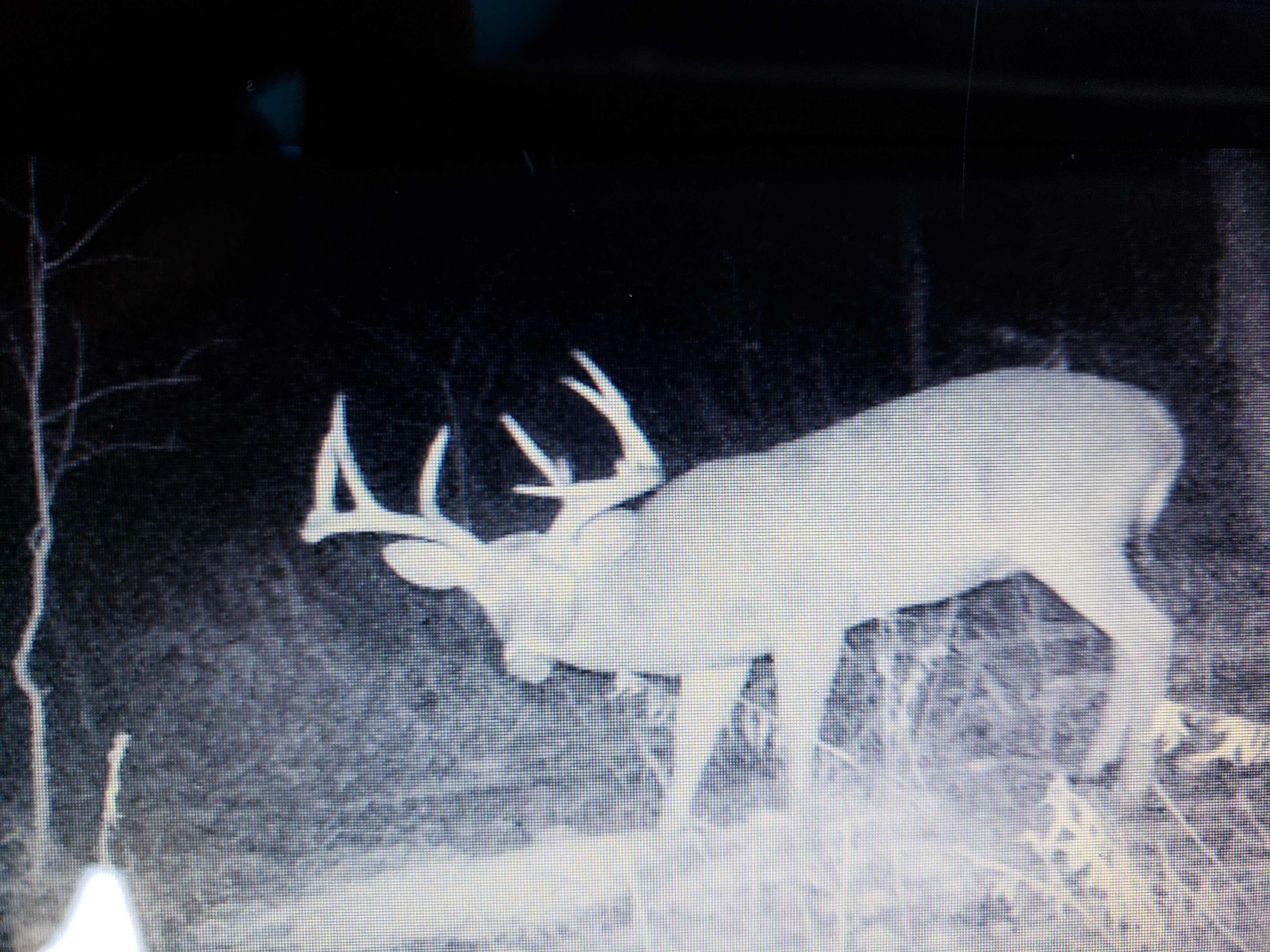 Buck's Turn