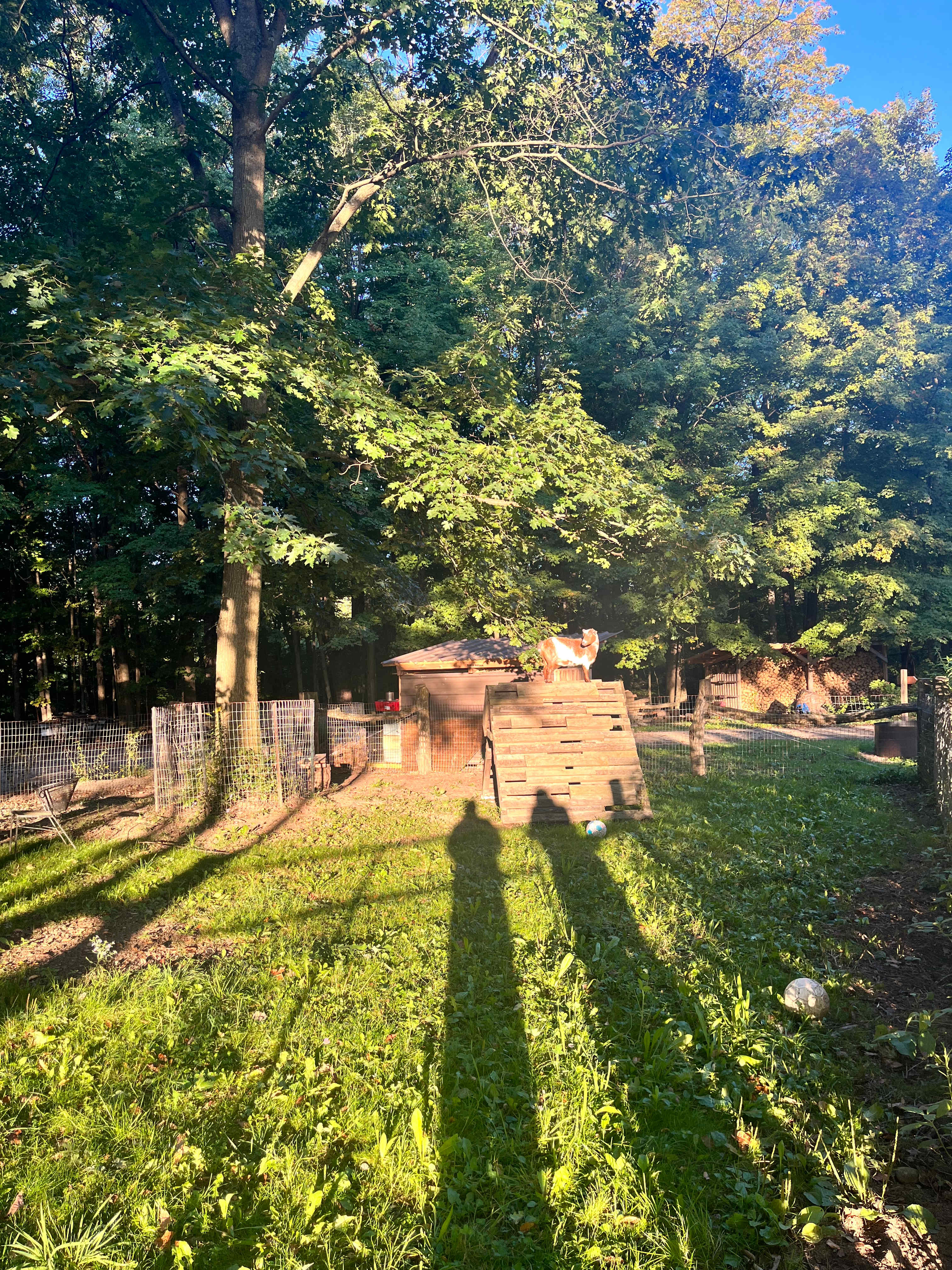 Friendly goat
