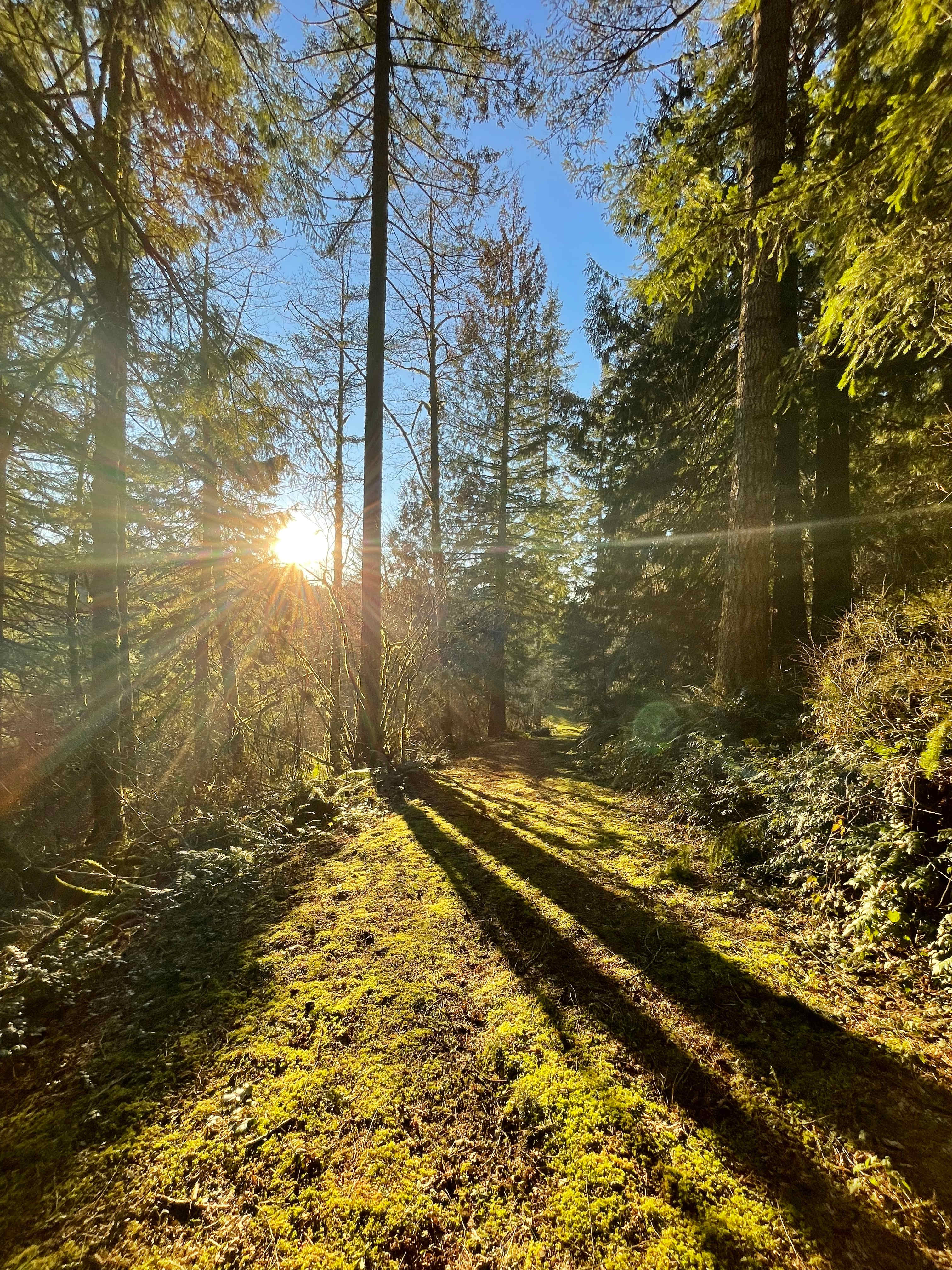 Mt Hood Vanlife Oasis w/ Coworking!