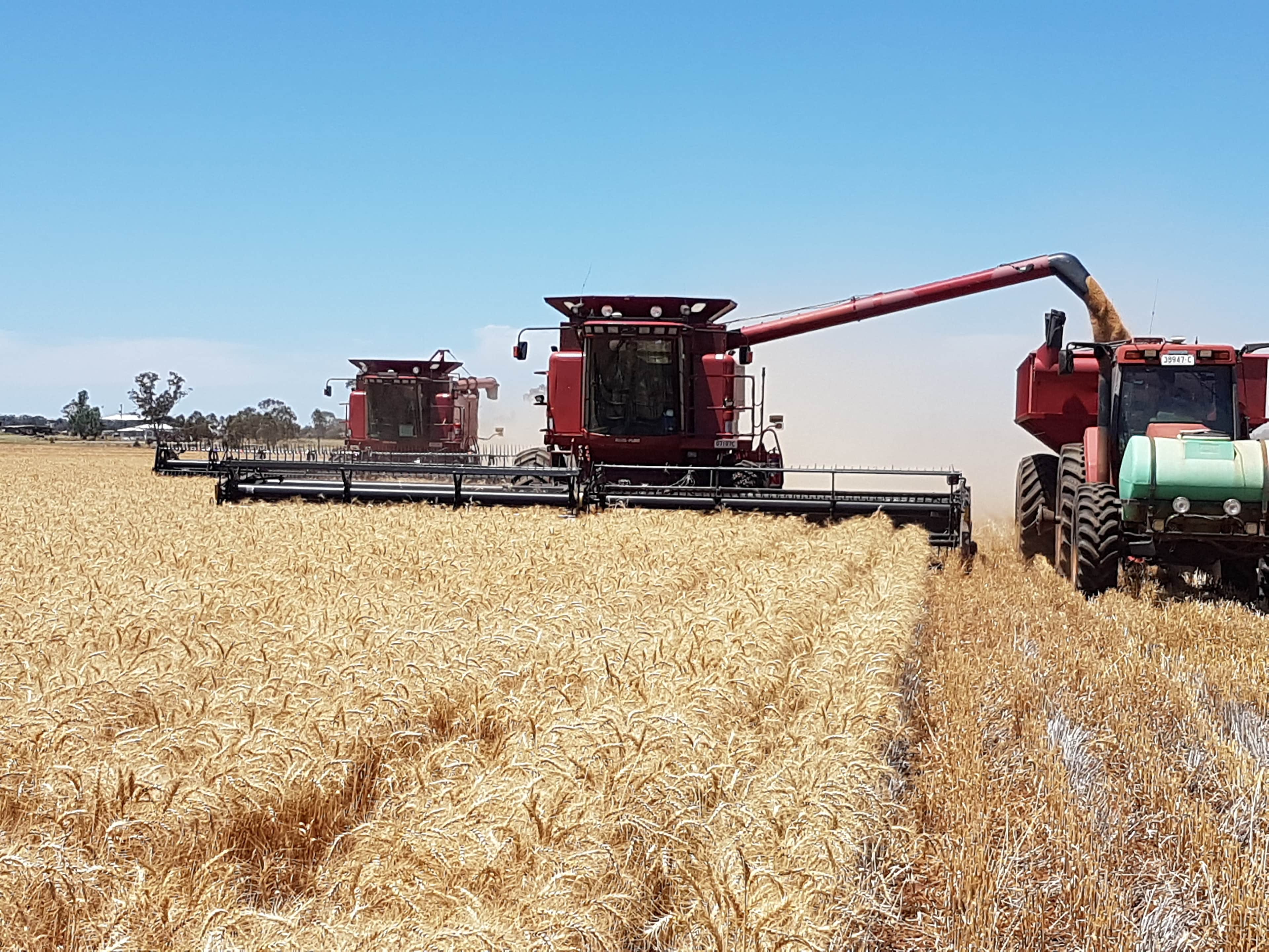 Busy harvest time on the farm 