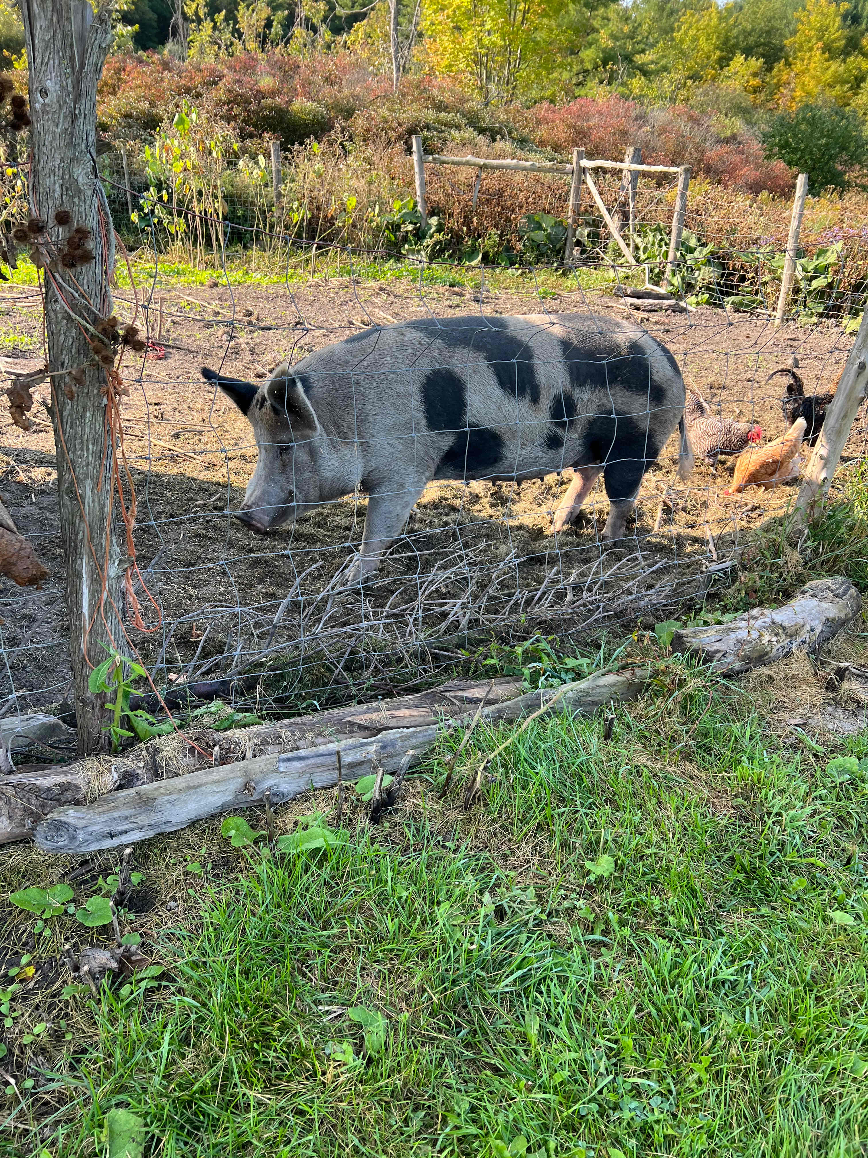 Better Farm