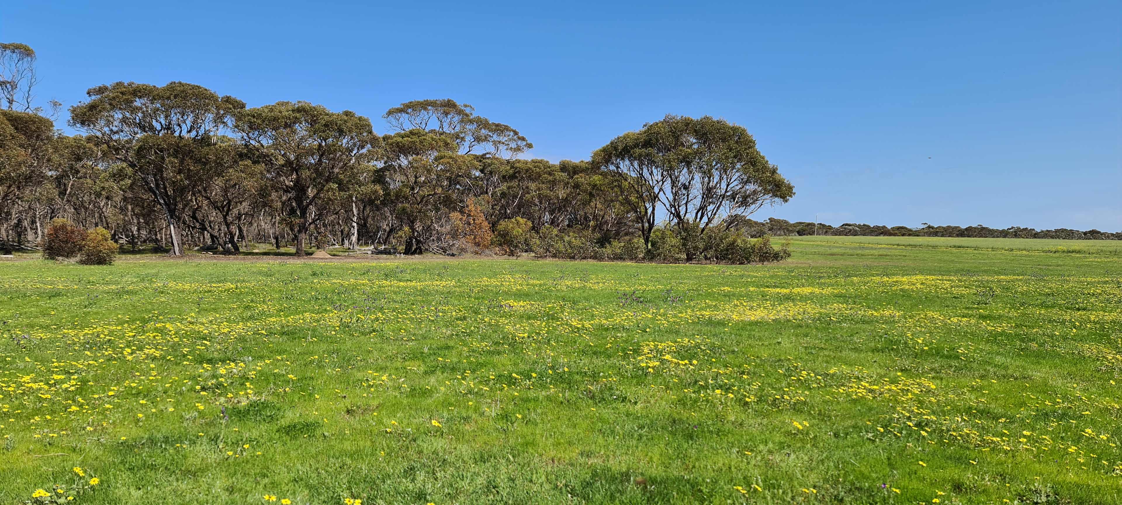 The Meadow
A lovely meadow of grass, approximately 10 acres is size with reasonably flat areas to camp. 

Ideal for large groups of people with caravans, camper trailers, and tents or on your own away from everything. 

There are no amenities in this area. Best for campers who are self-contained. 